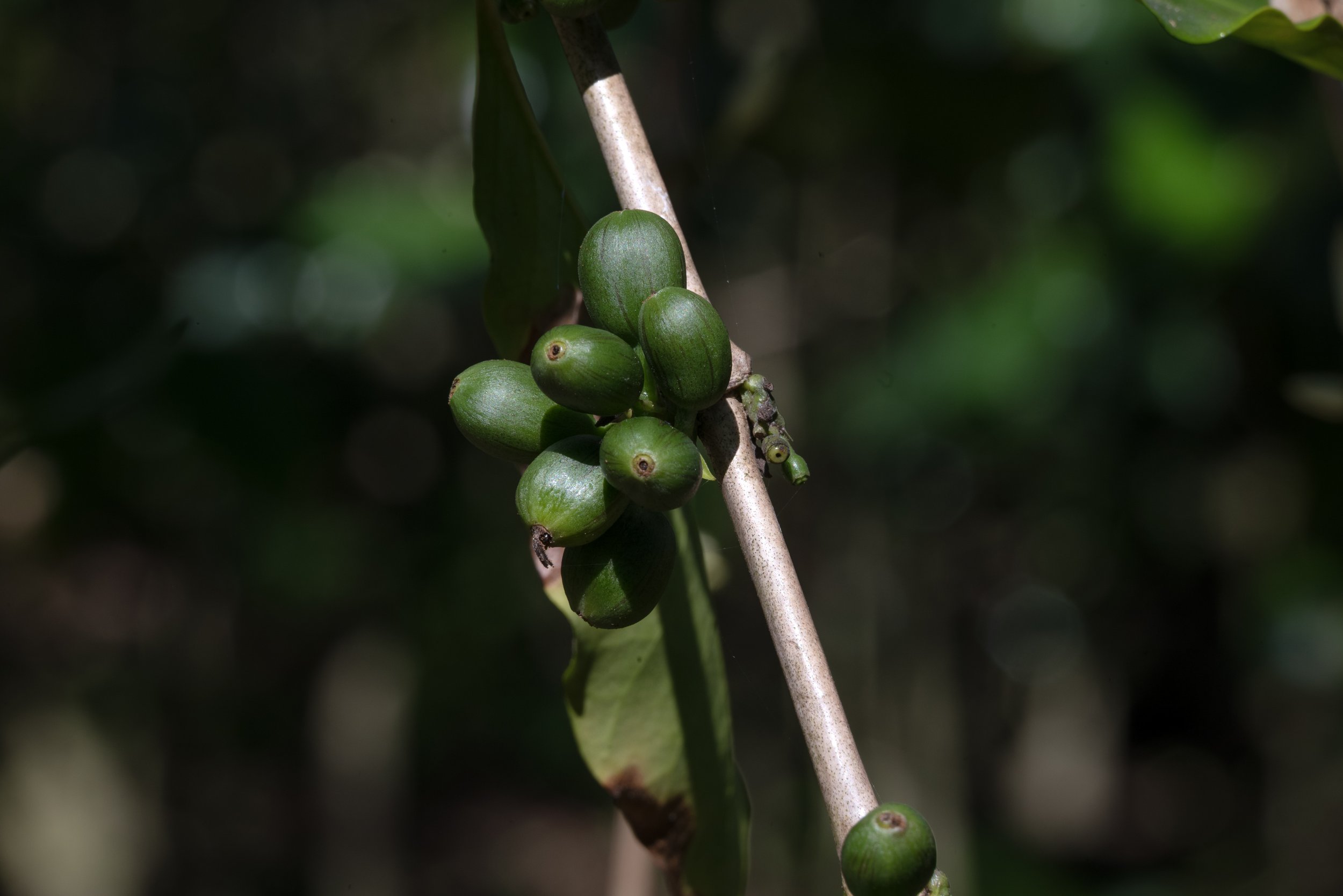 Sandra Farms Adjuntas PR 03192026 07A.jpg