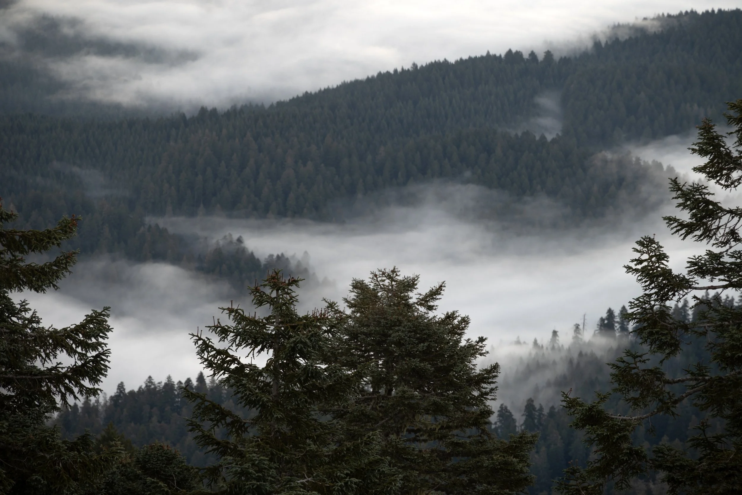 Mary's Peak 11212025 14.jpg