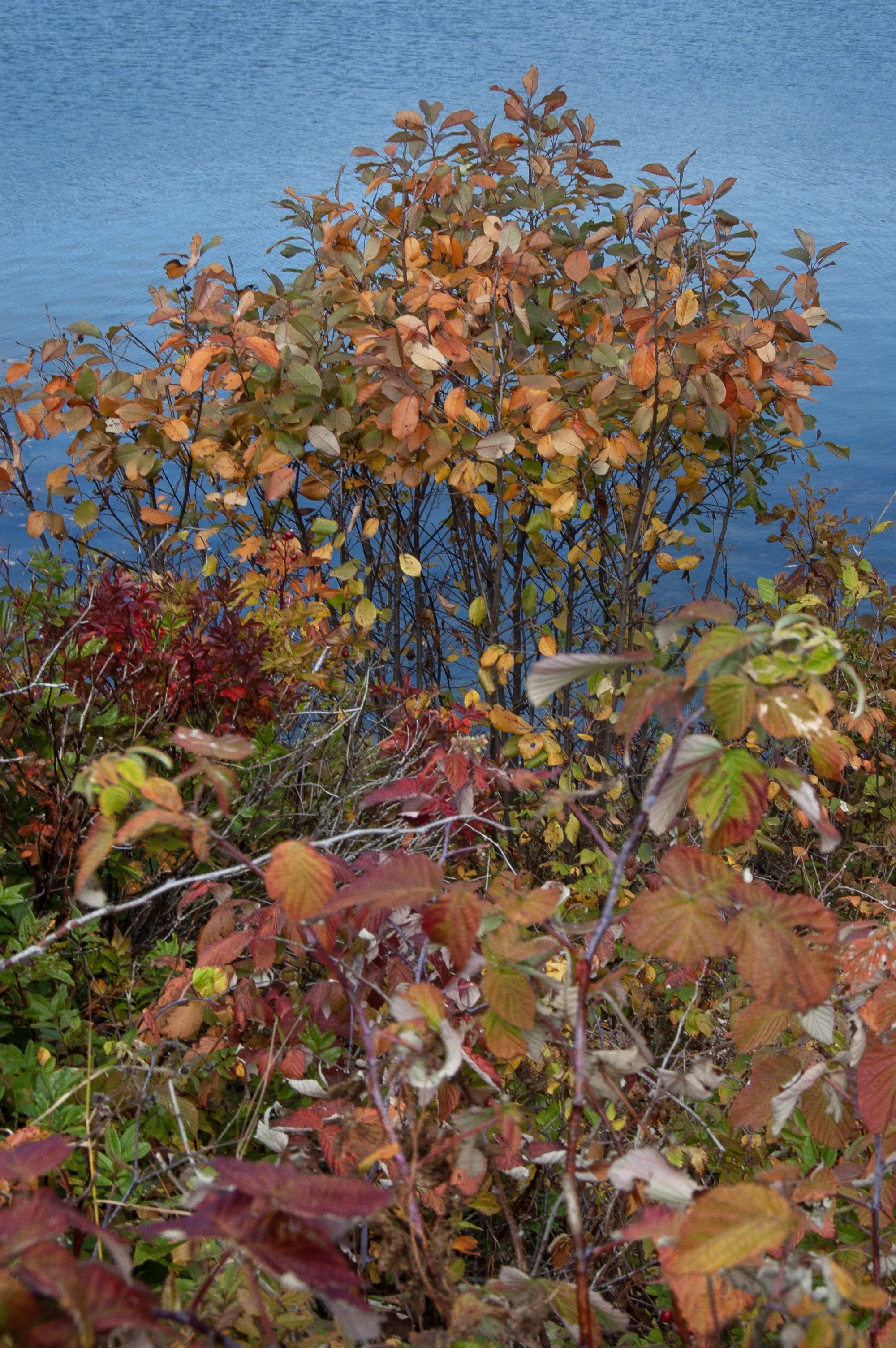 Acadia National Park 10072014 15.jpg