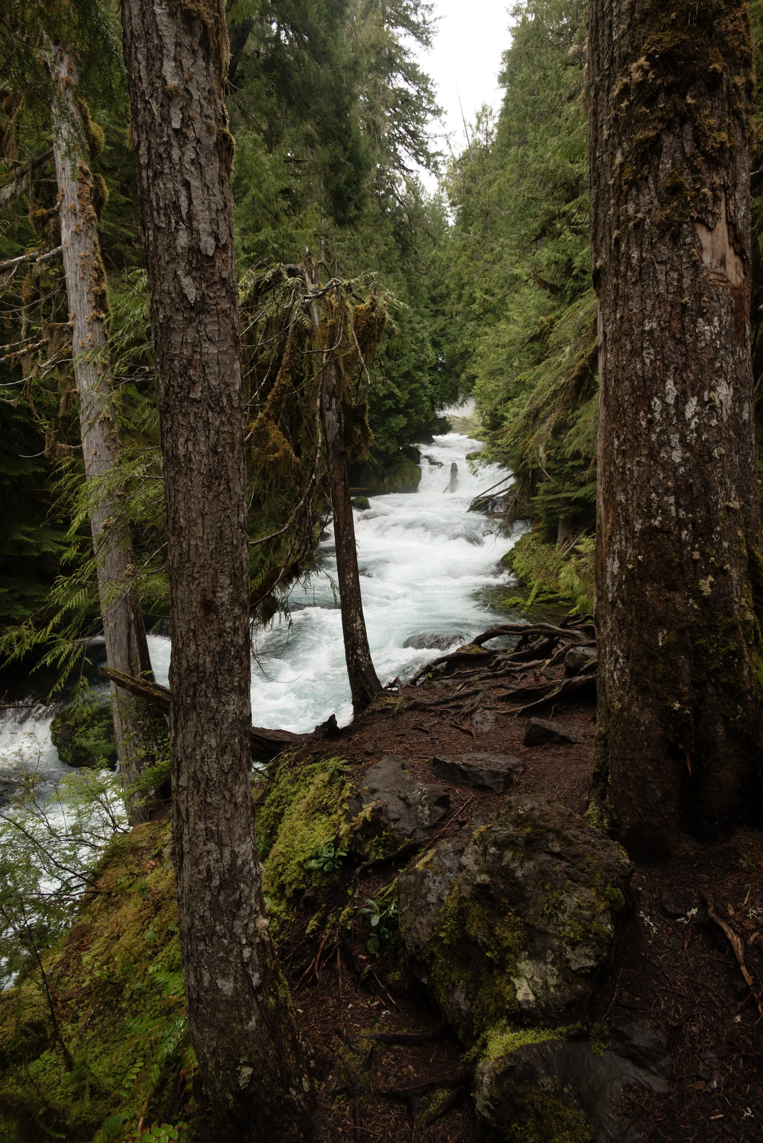 Sahalie & Koosah Fall 05222025 13.jpg