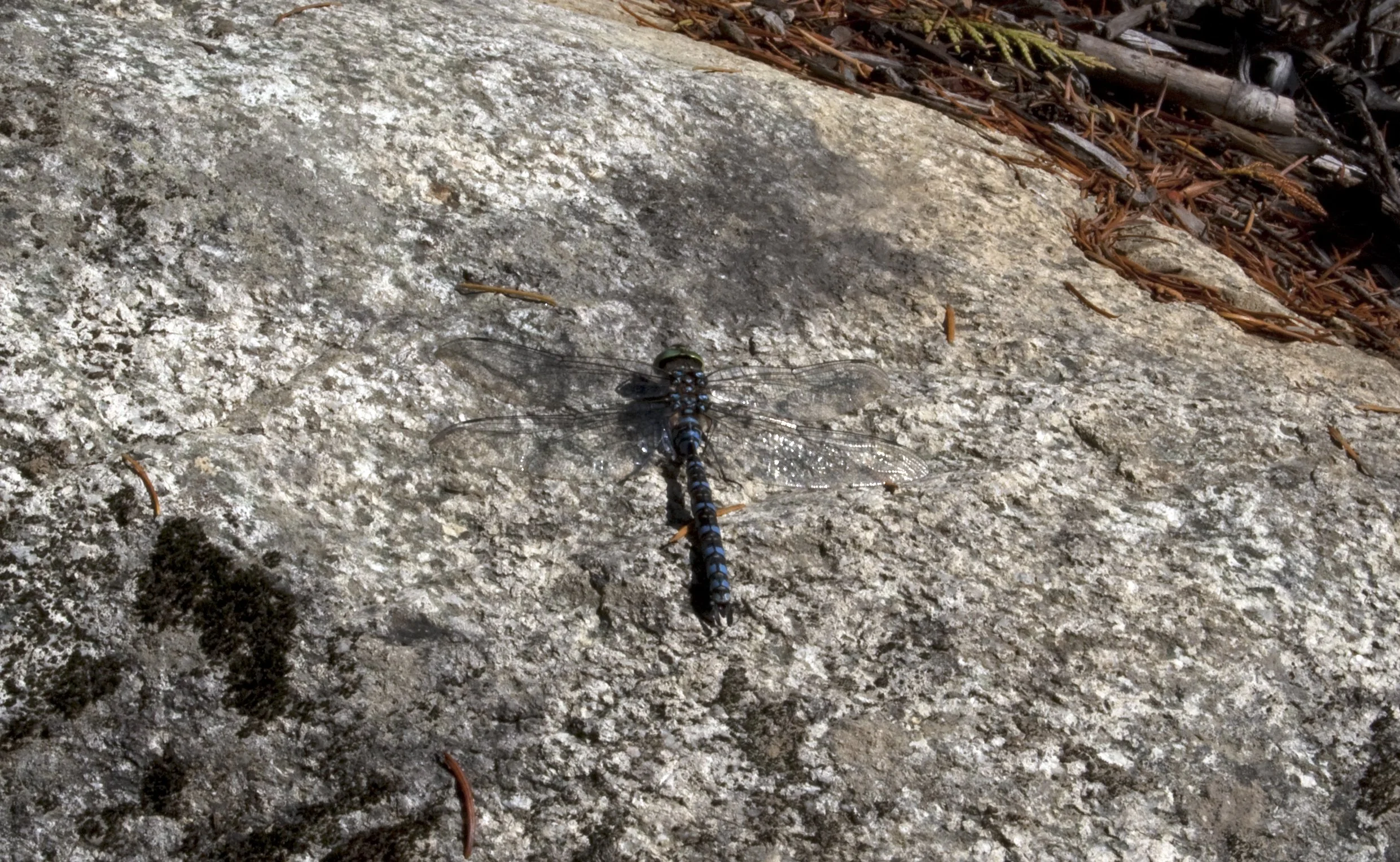 Whistler Dragonfly 092811.jpg