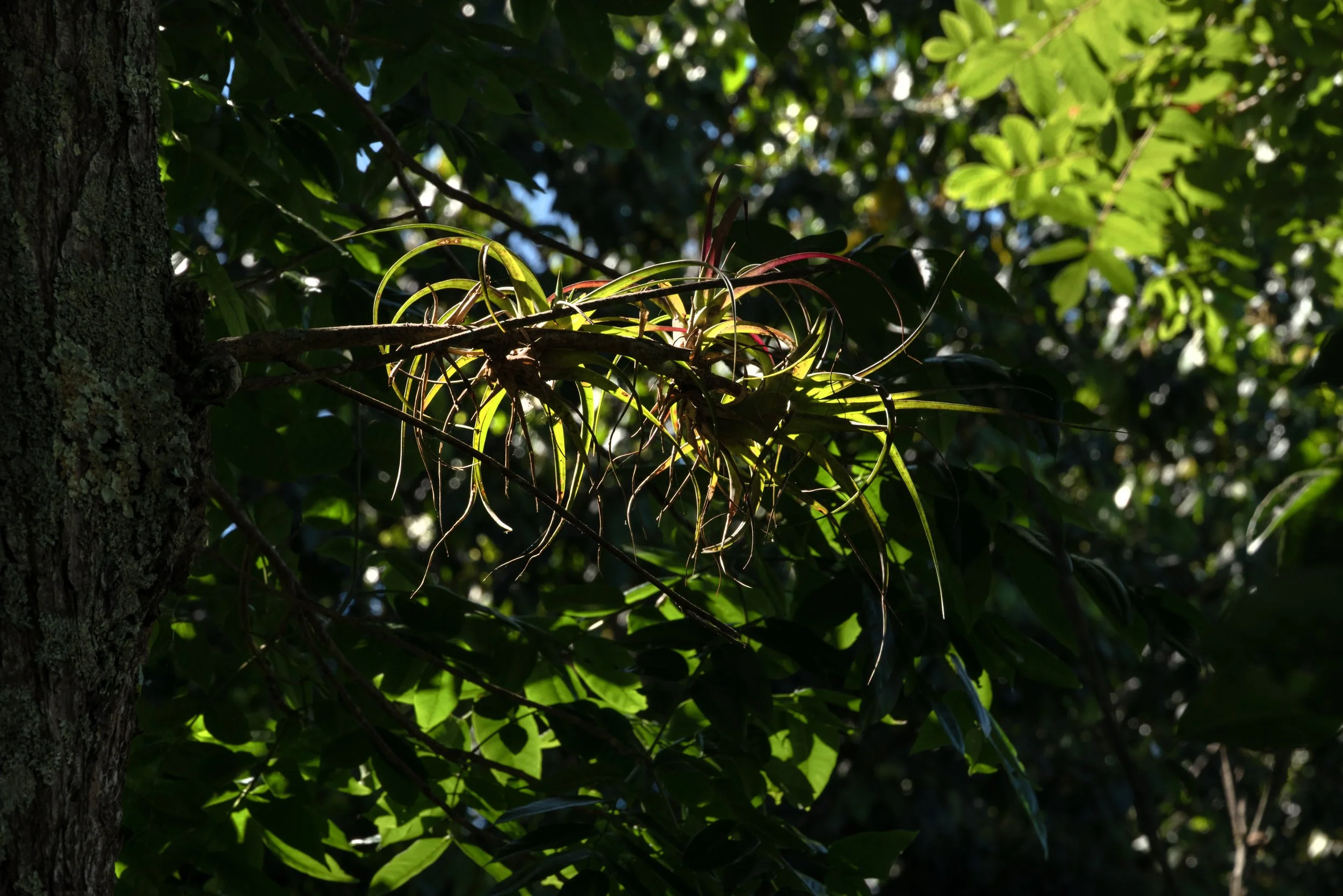 Sandra Farms Adjuntas PR 03192026 09.jpg