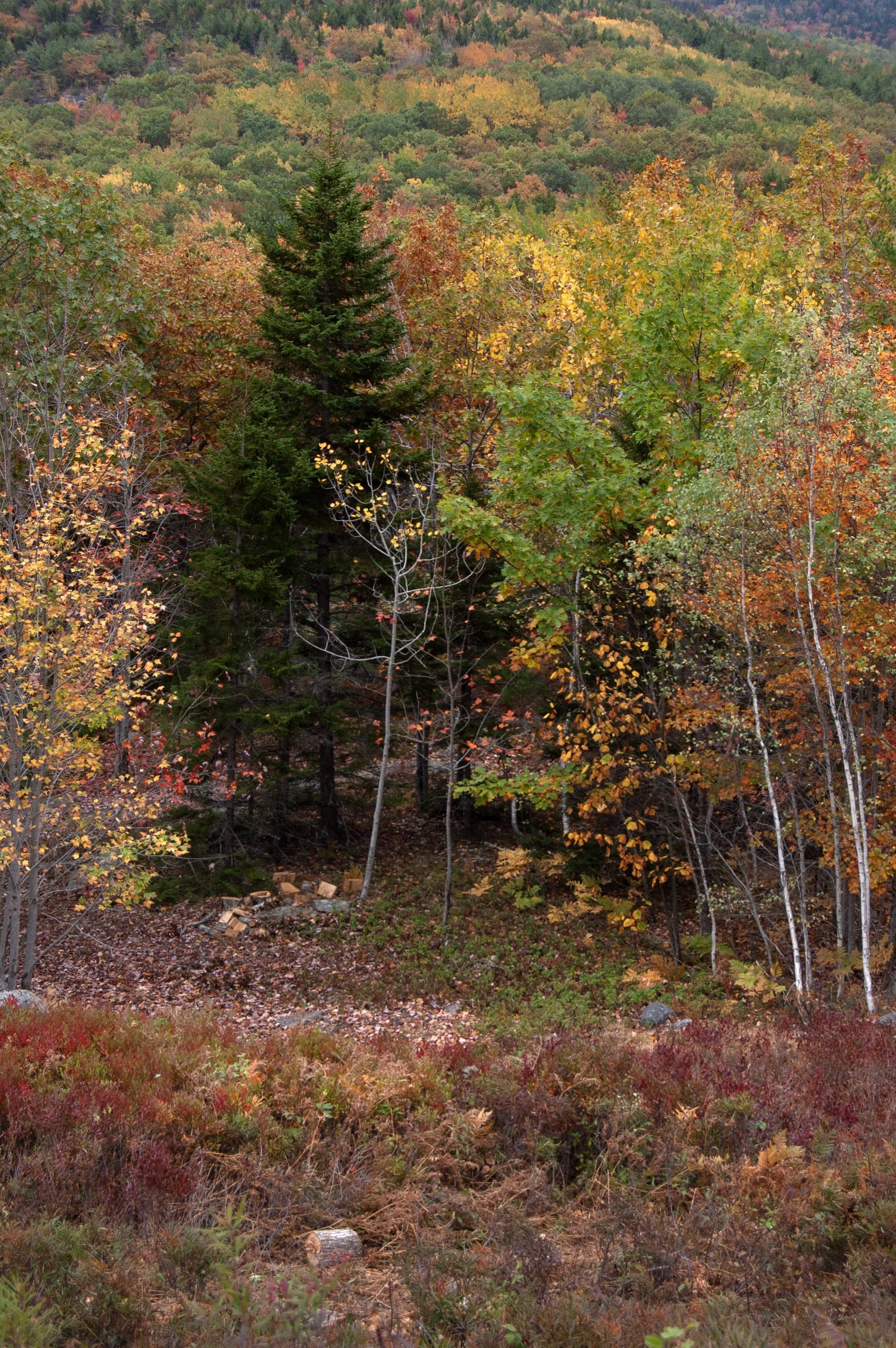 Acadia National Park 10072014 02.jpg