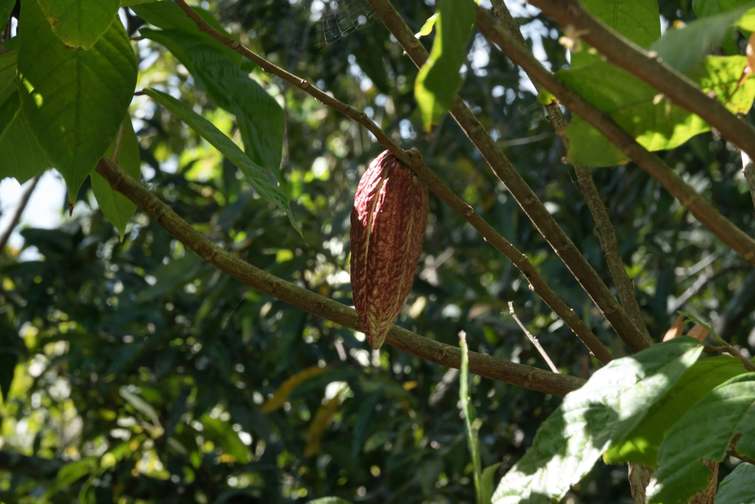 Sandra Farms Adjuntas PR 03192026 13.jpg