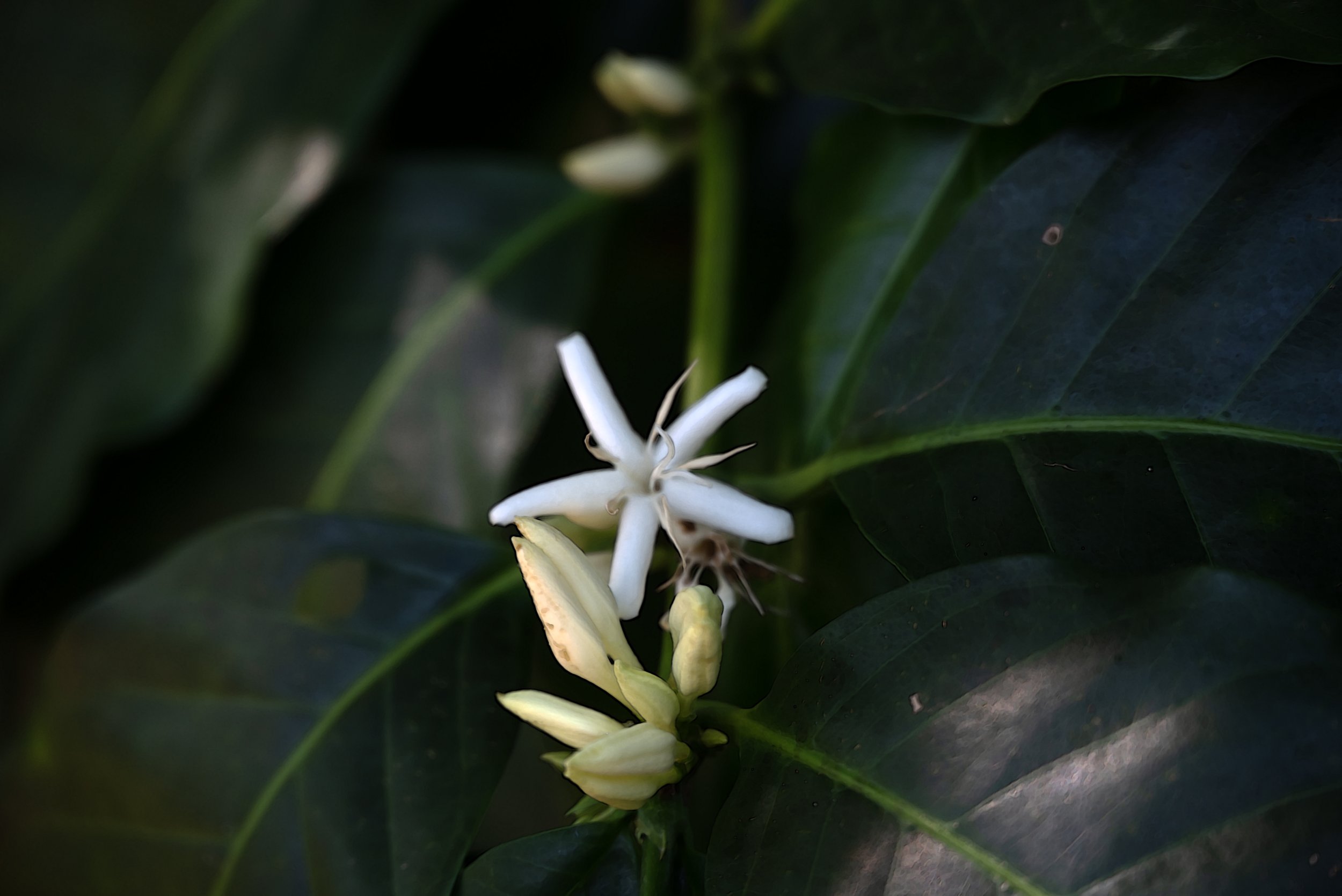 Sandra Farms Adjuntas PR 03192026 07D.jpg