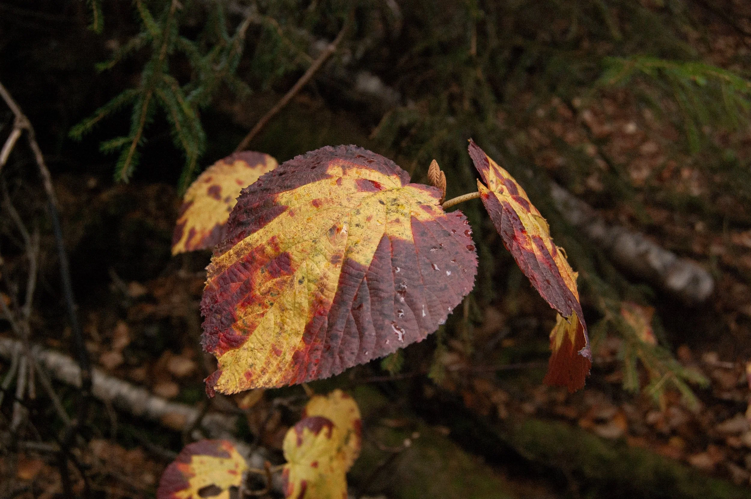 Crawford Notch New Hampshire 10092014 09.jpg