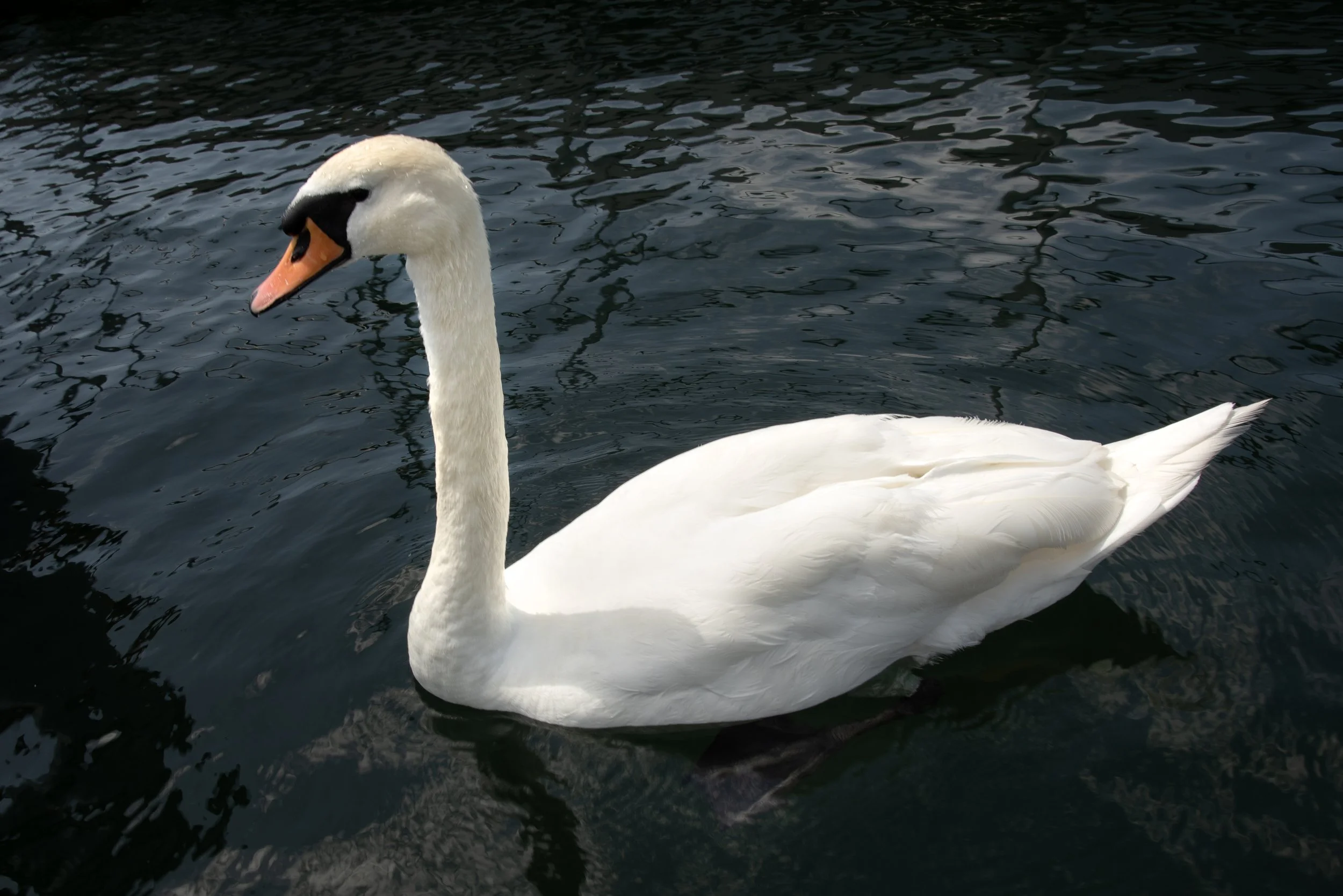 Stein Ahm Rhein 06192024 02.jpg