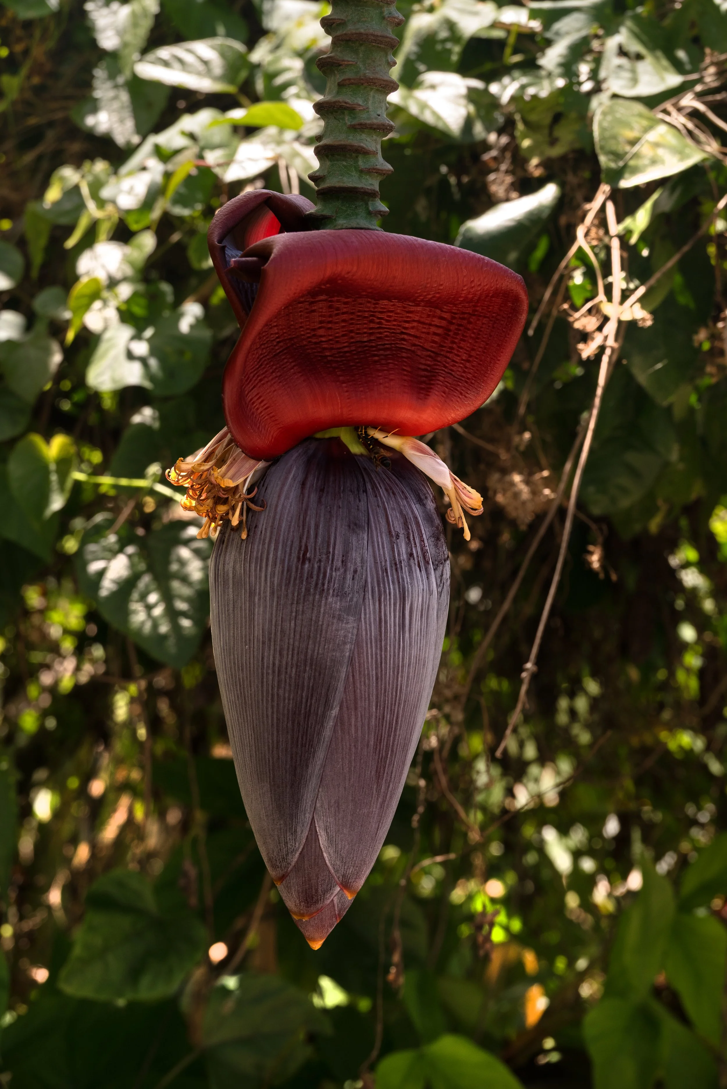 Sandra Farms Adjuntas PR 03192026 01A.jpg