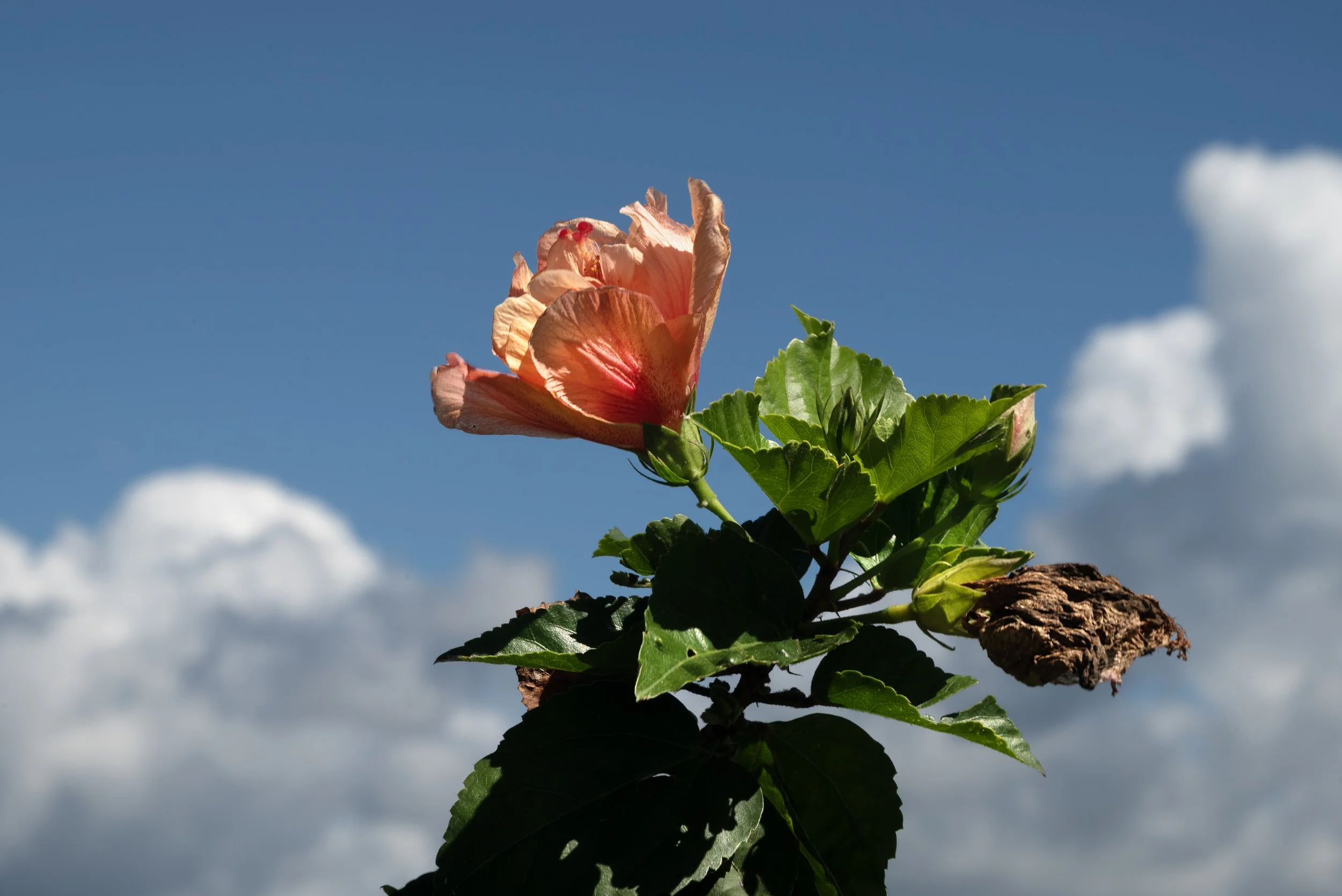 Sandra Farms Adjuntas PR 03192026 06.jpg