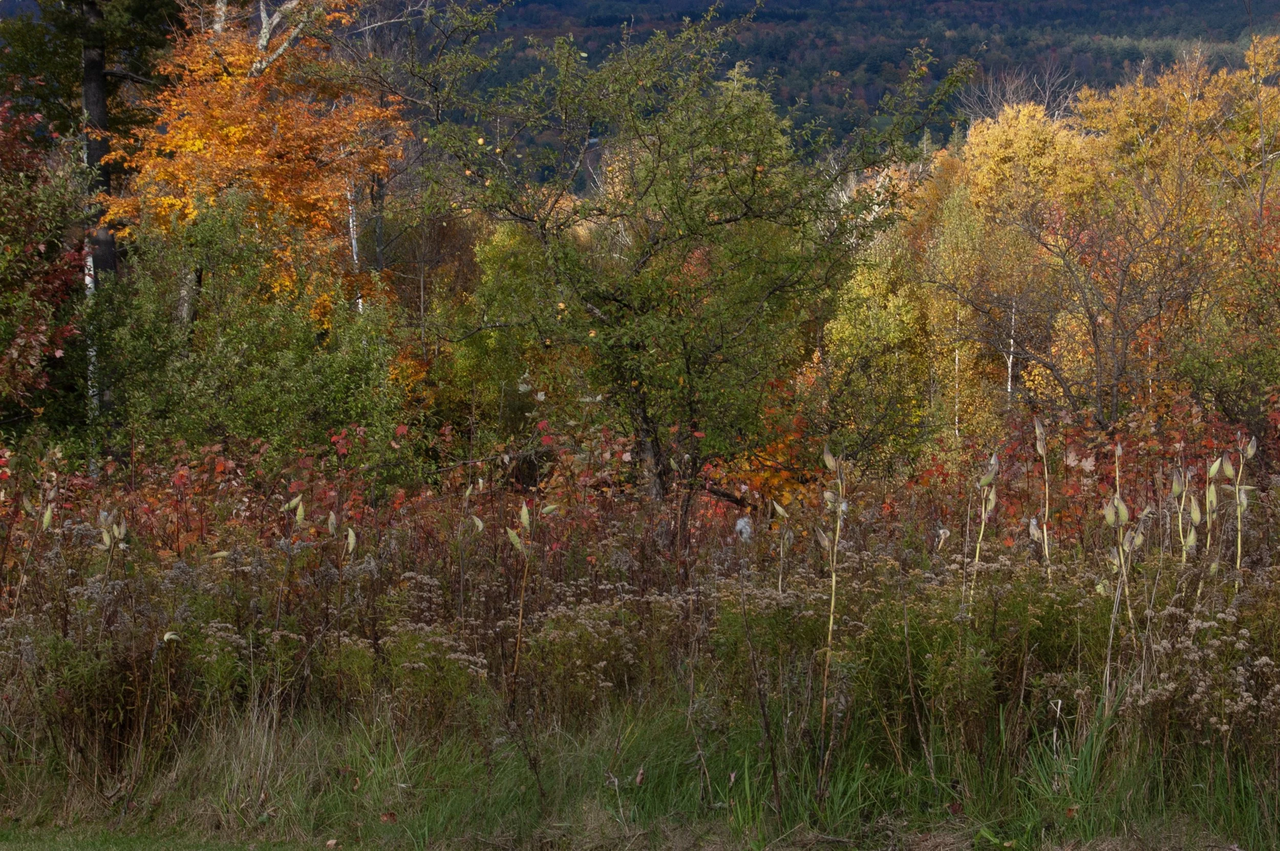 Acadia National Park 10072014 30.jpg