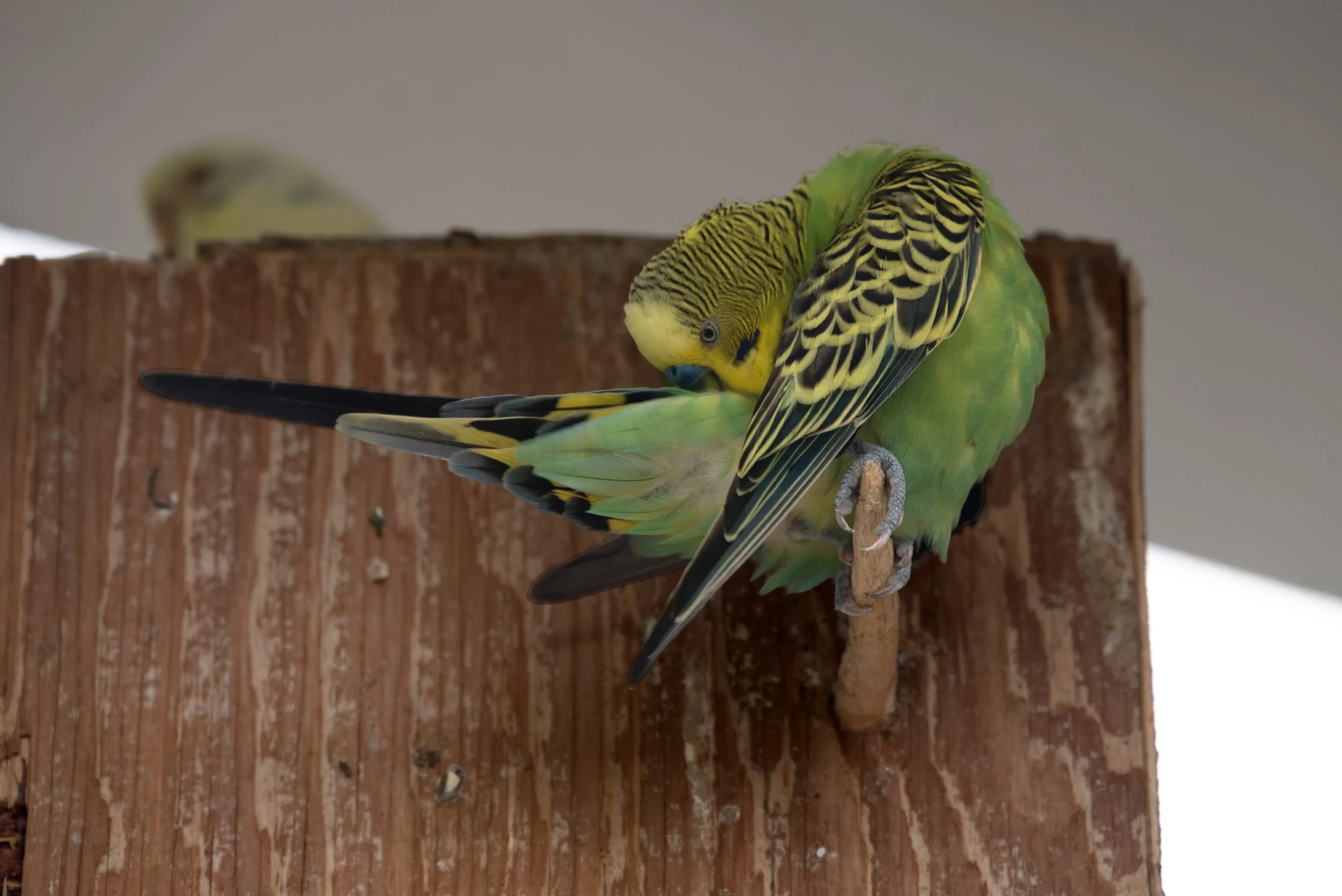 Ponce PR Don Q 03252026 04A.jpg