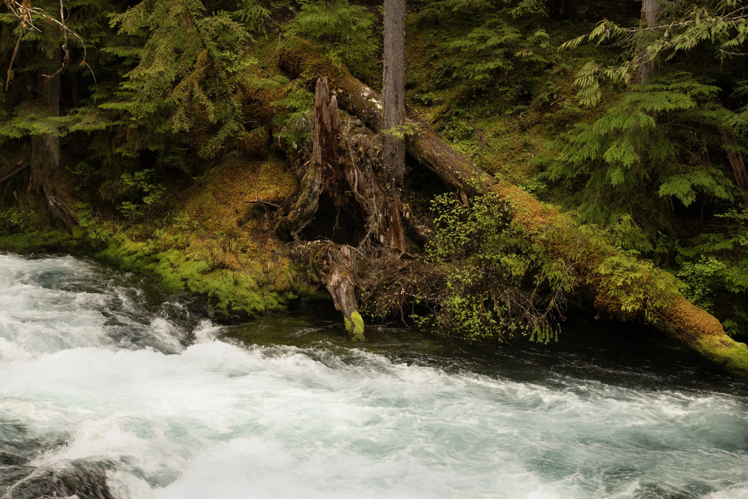 Sahalie & Koosah Fall 05222025 20.jpg