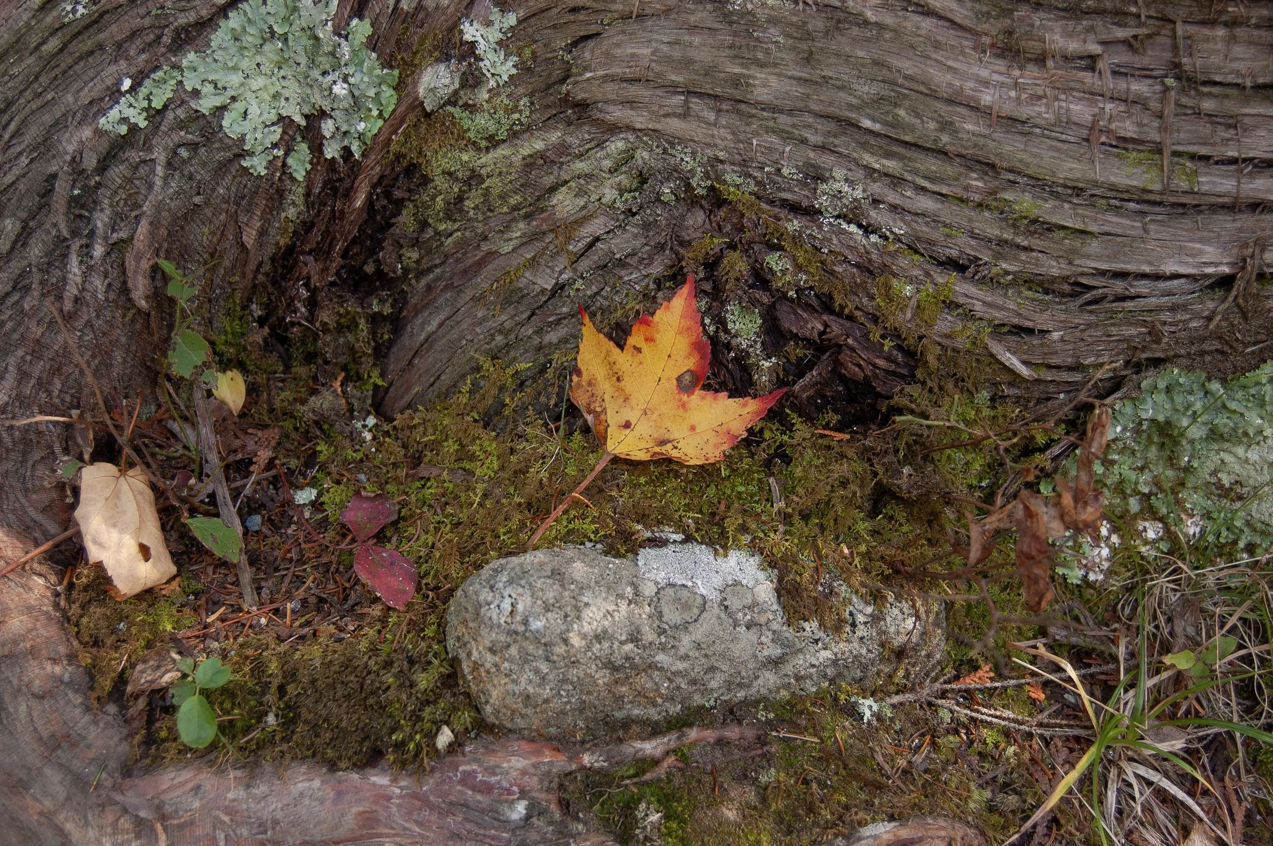 Acadia National Park 10072014 21.jpg
