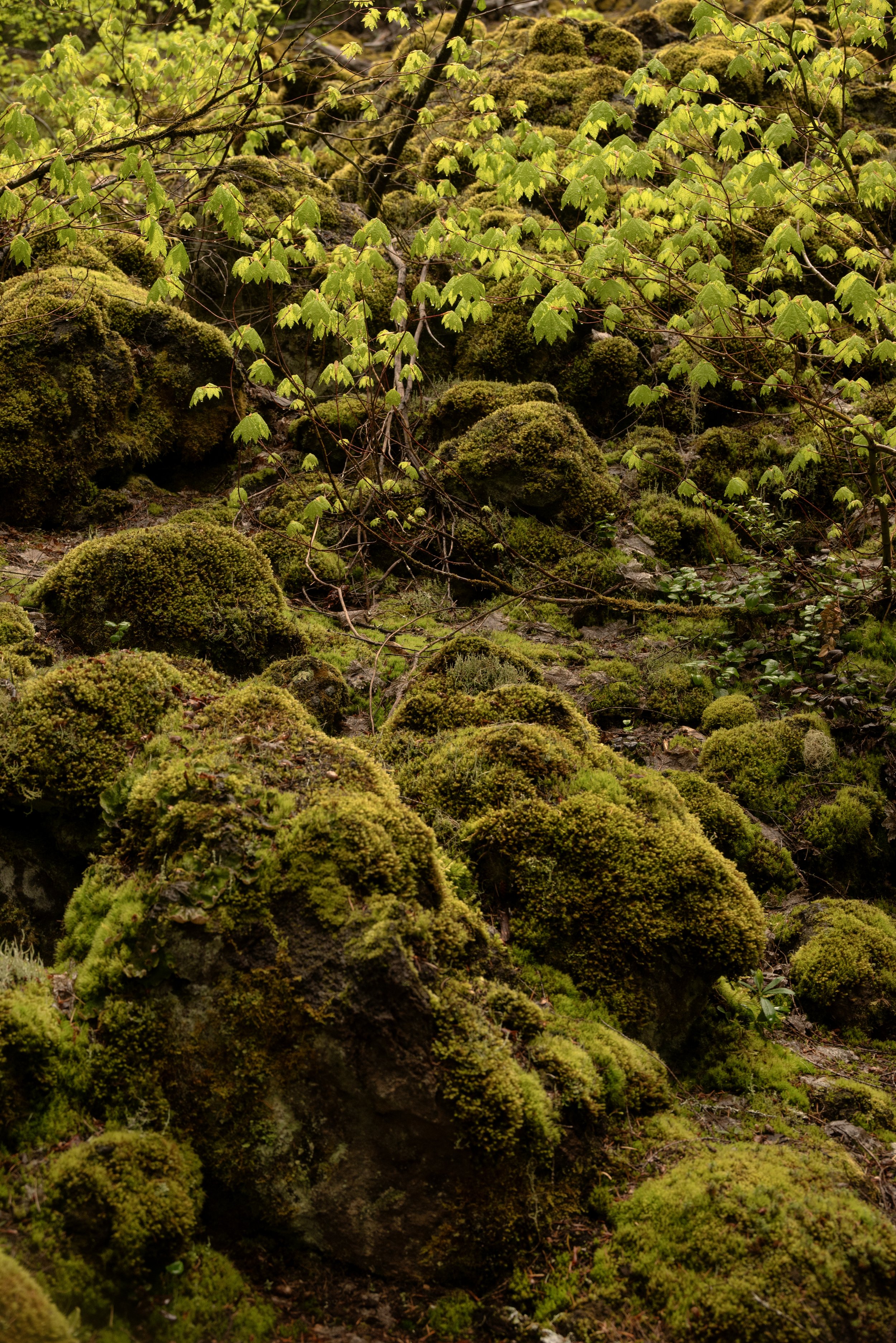 Sahalie & Koosah Fall 05222025 11.jpg