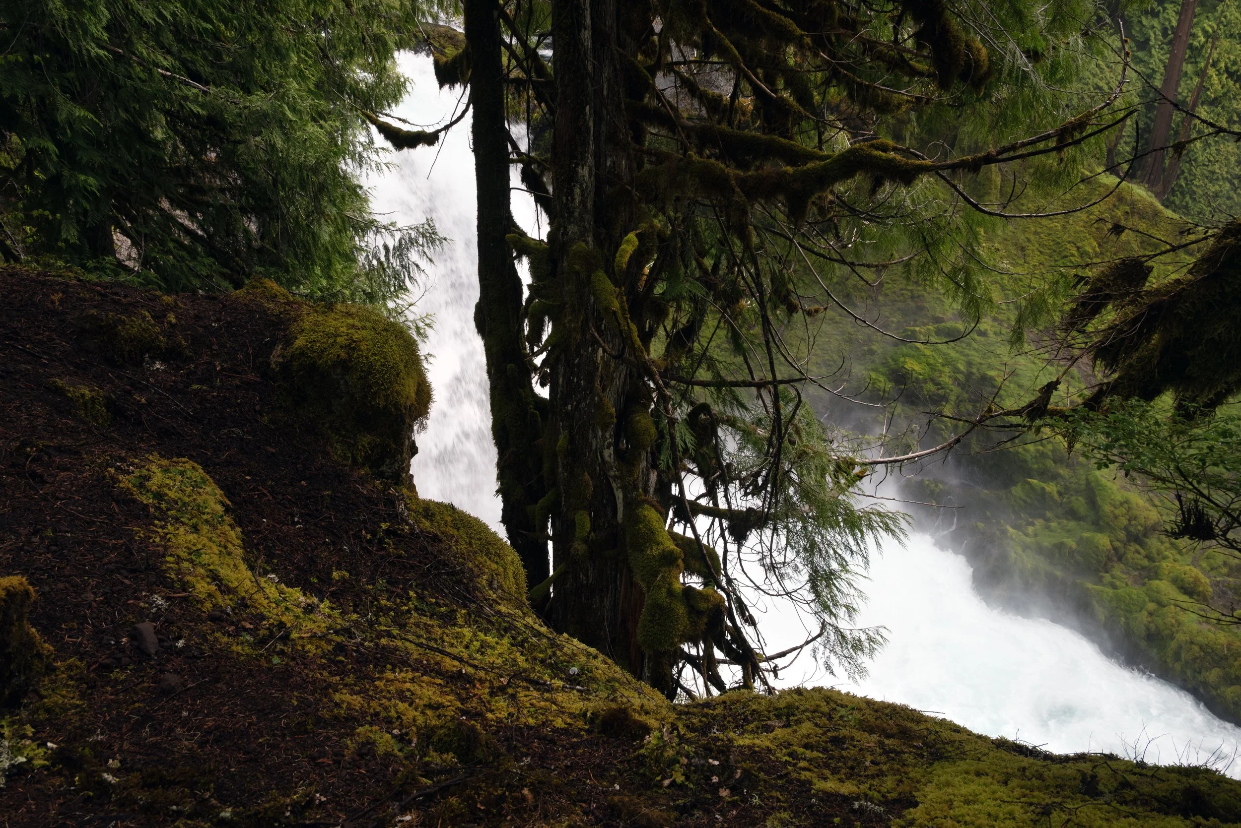 Sahalie & Koosah Fall 05222025 25.jpg