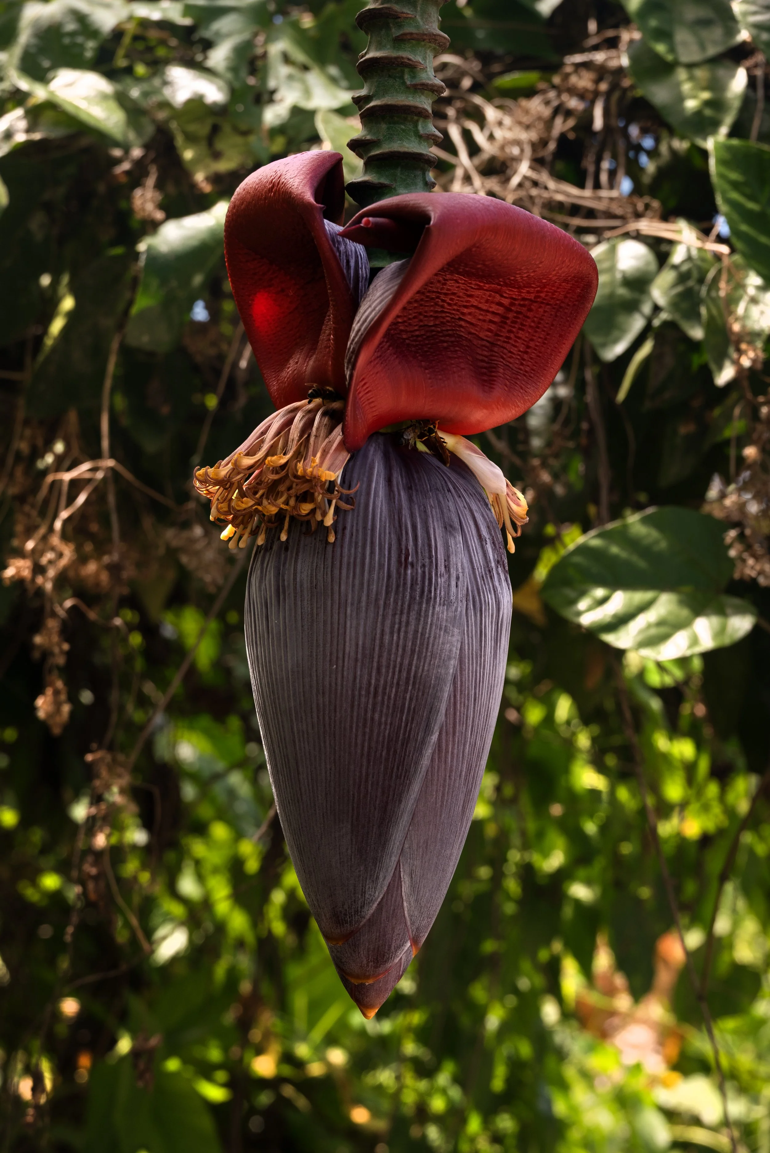 Sandra Farms Adjuntas PR 03192026 01B.jpg