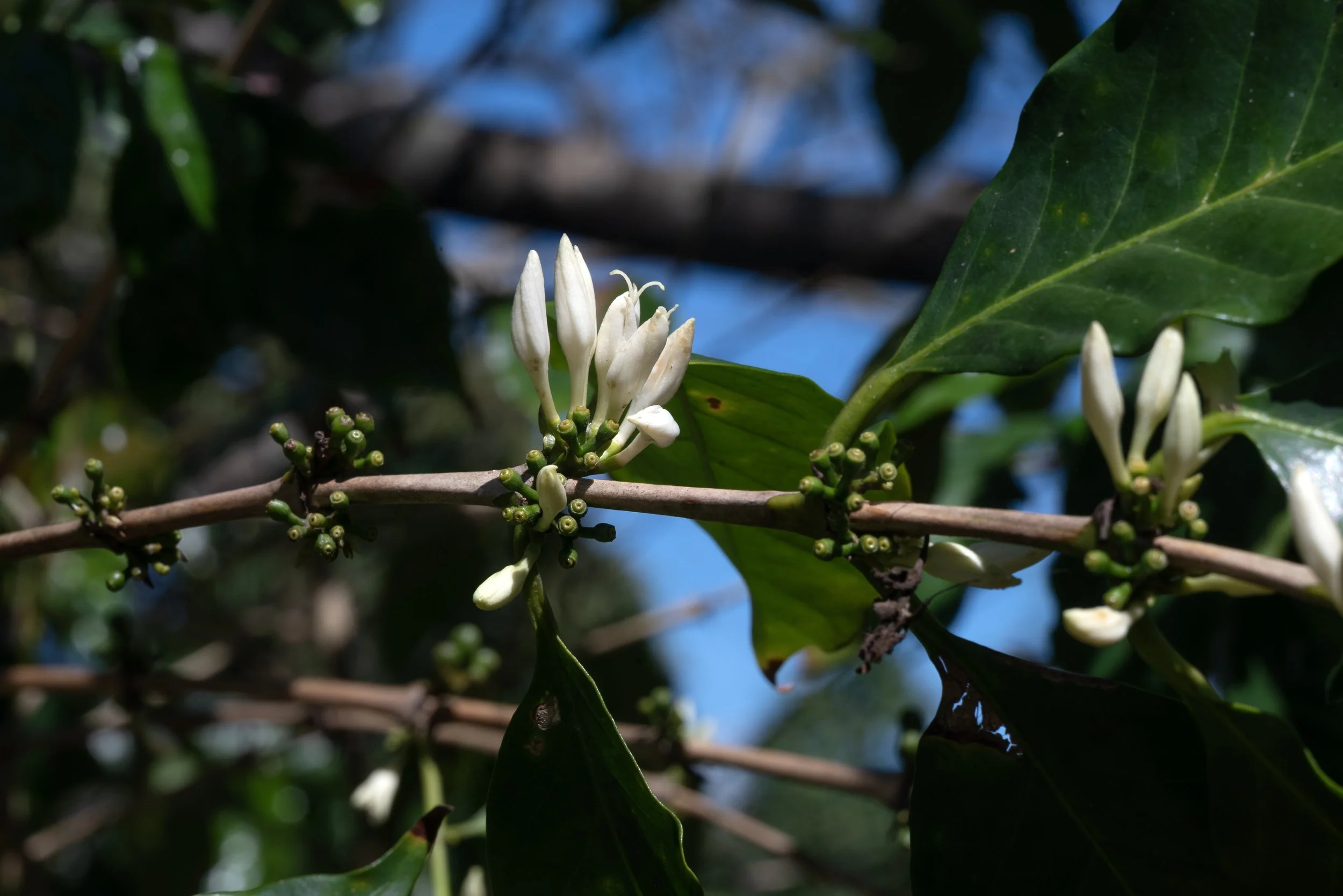 Sandra Farms Adjuntas PR 03192026 07.jpg
