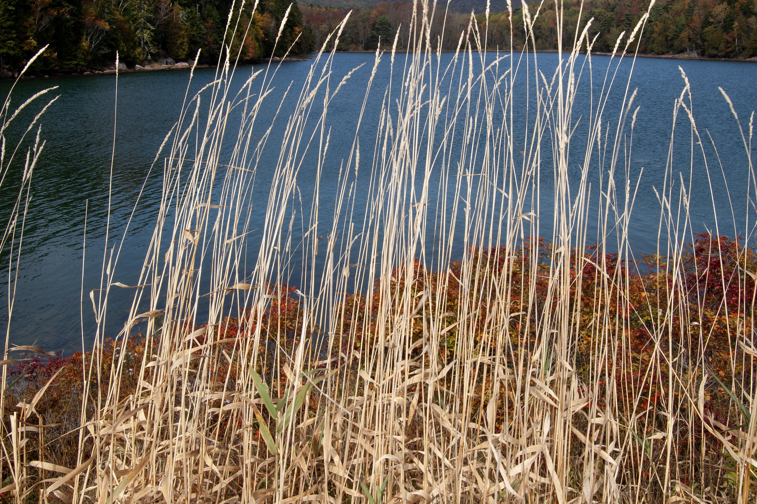 Acadia National Park 10072014 18.jpg