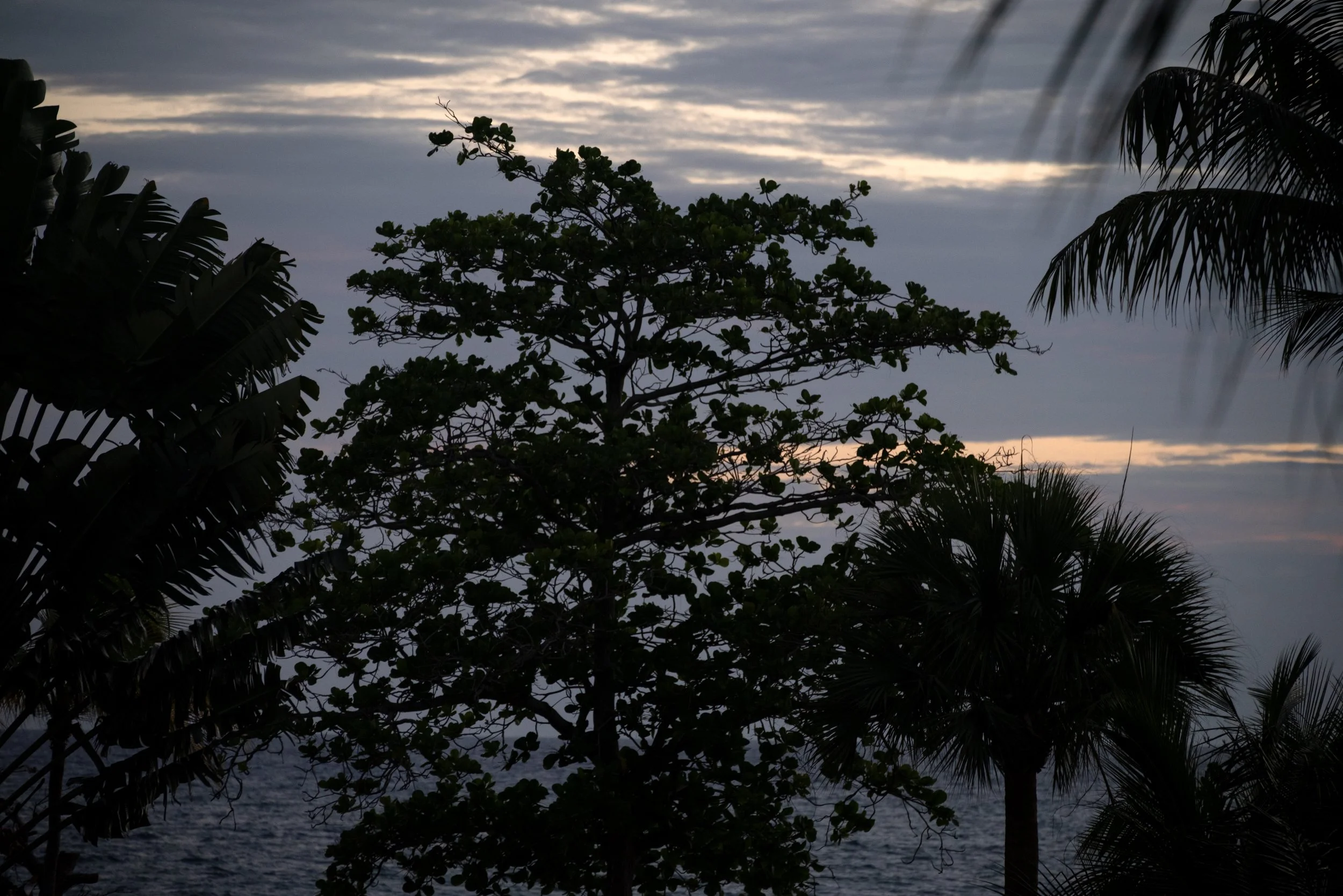 Rincon Beach PR 03202026 13.jpg