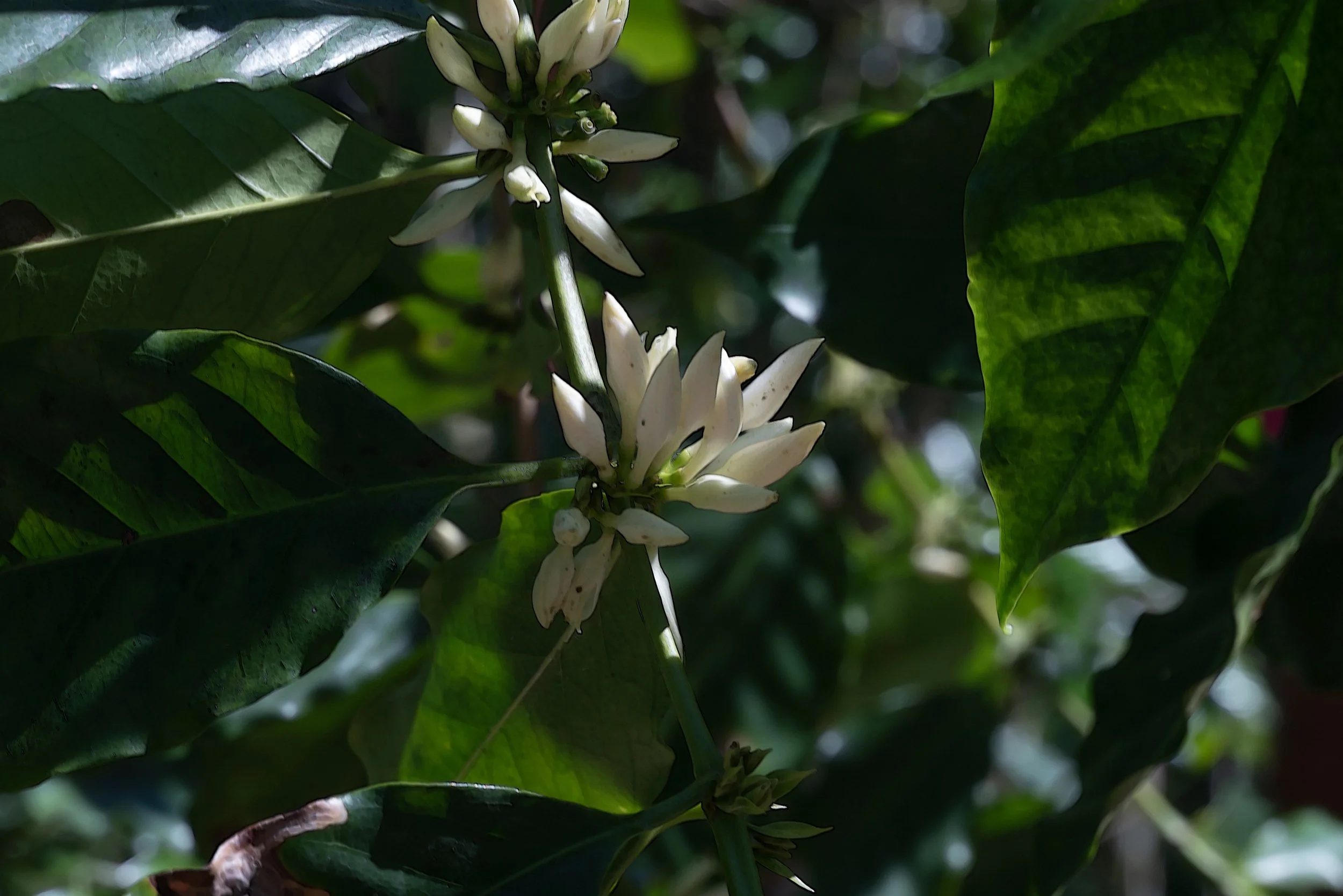 Sandra Farms Adjuntas PR 03192026 07B.jpg