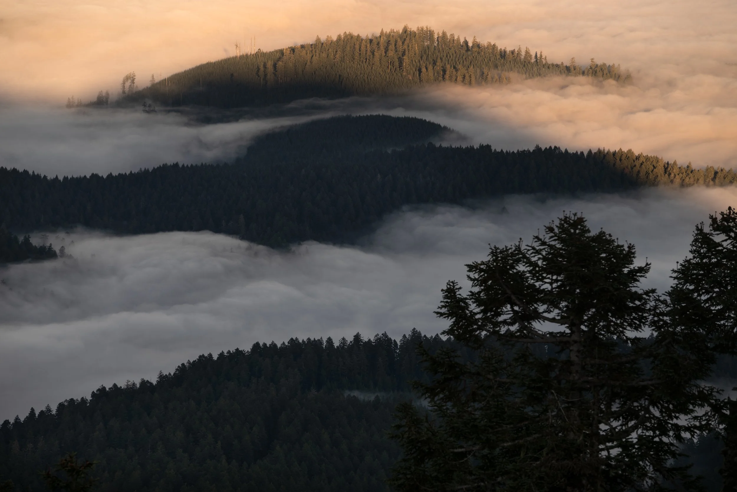 Mary's Peak 11212025 15.jpg