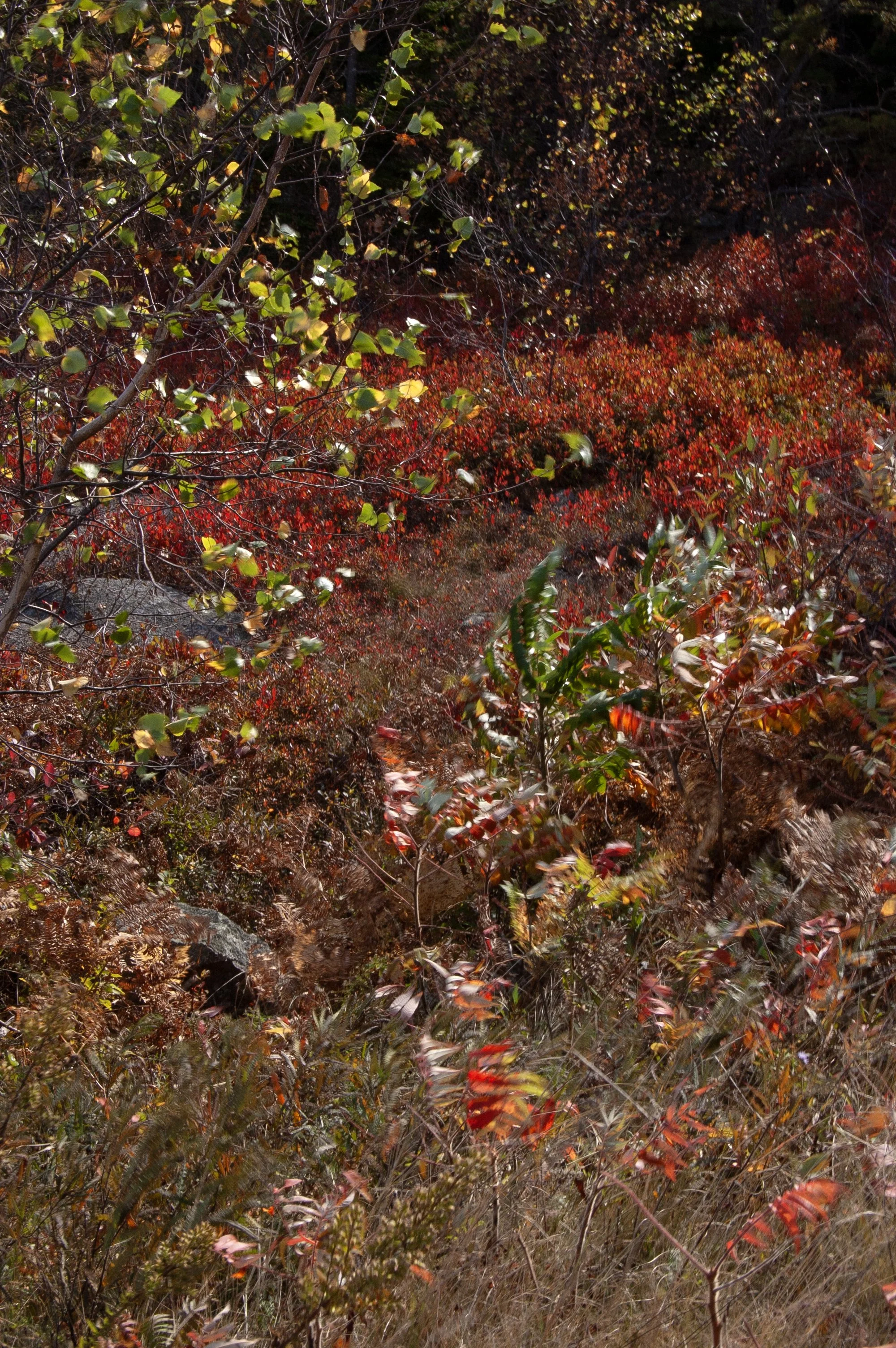 Acadia National Park 10072014 26.jpg