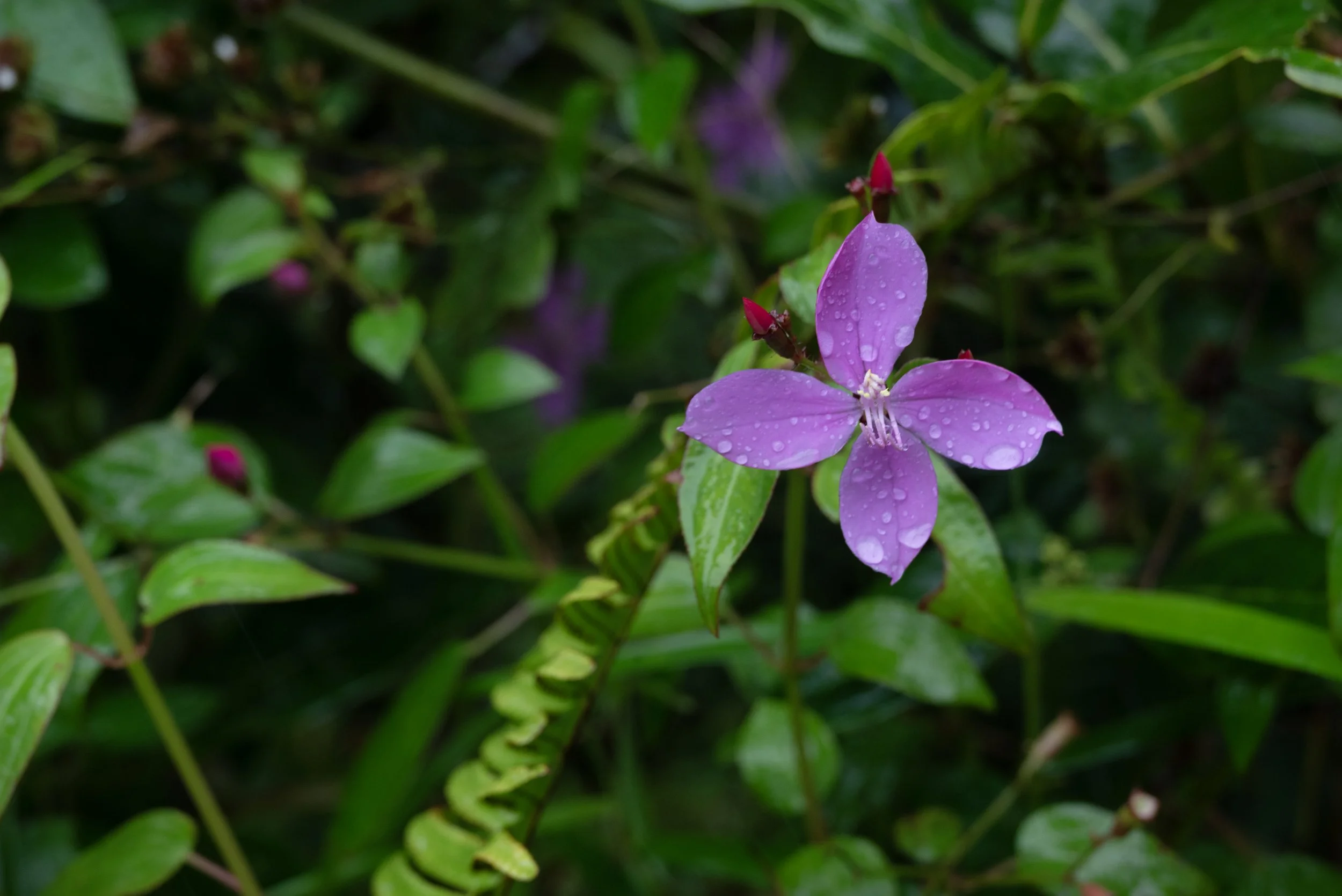 El Yunque PR 03222026 18.jpg