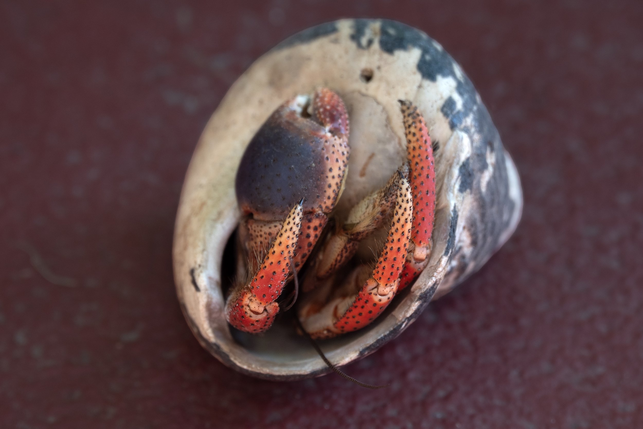 Rincon PR 03202026 02B.jpg