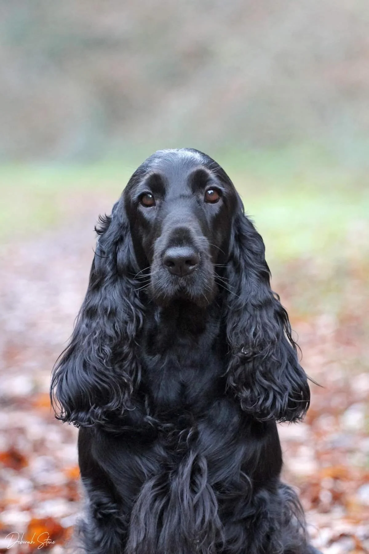 Irisbel Field Spaniel Puppies