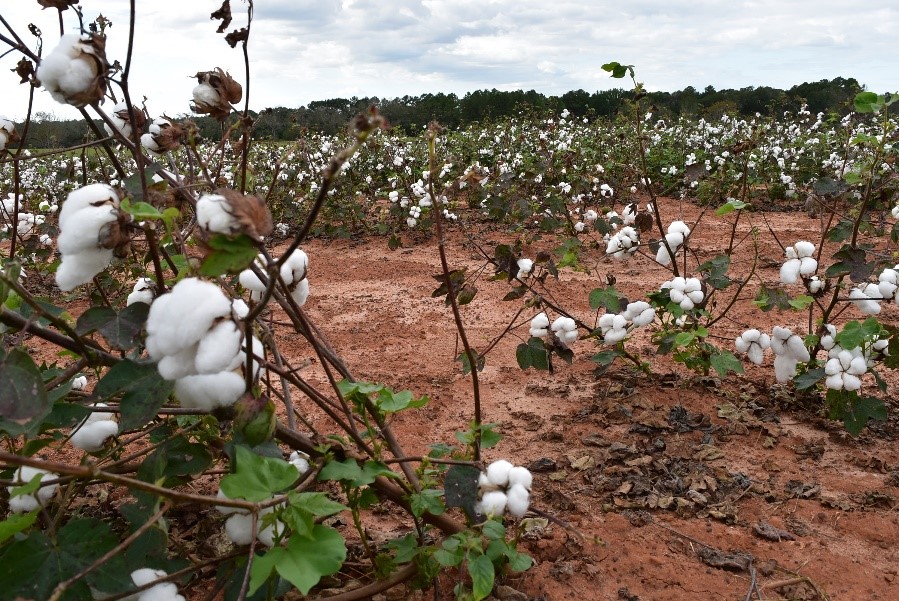 cotton.jpg