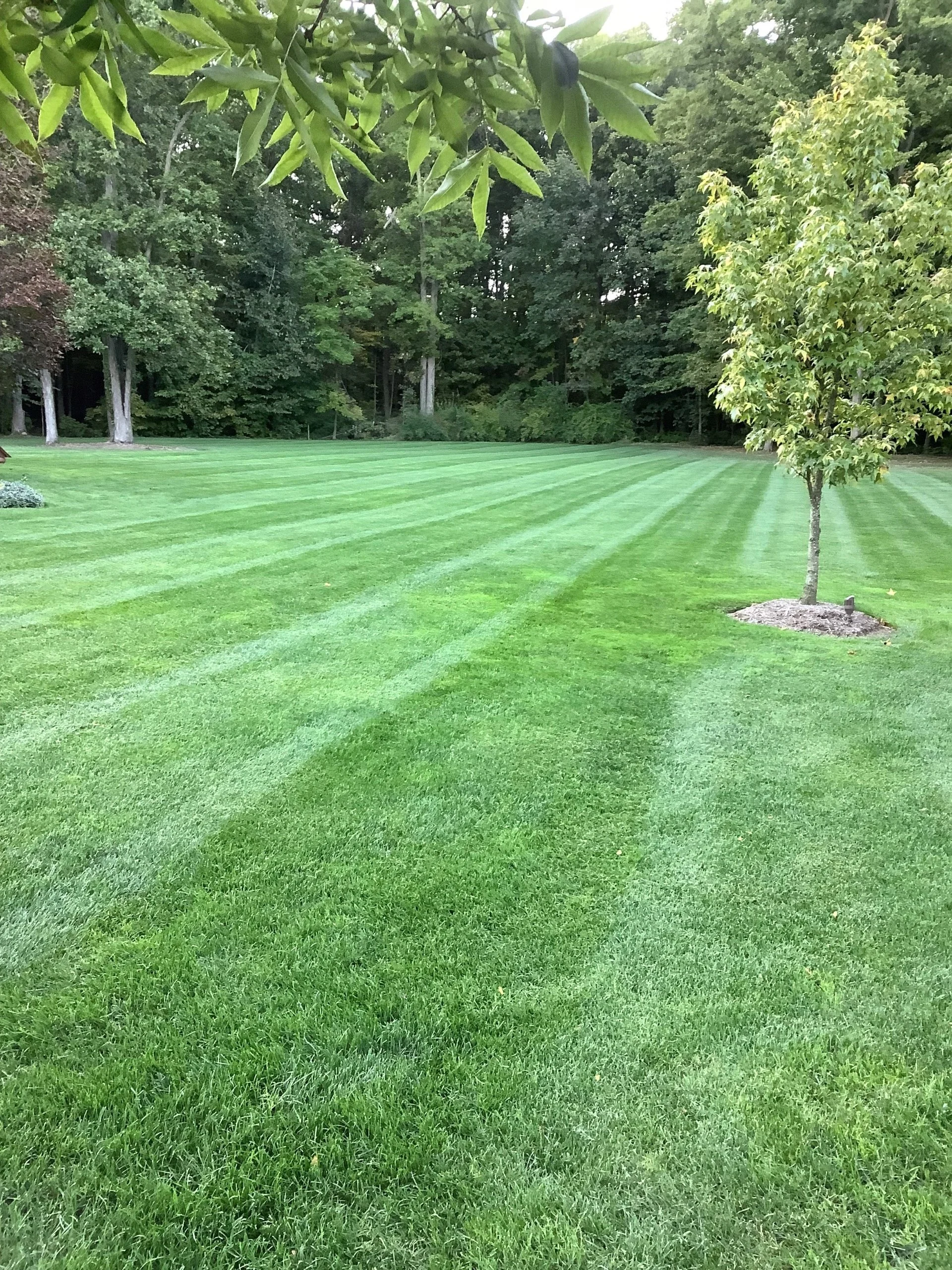 A Look at Lawn Care Programs to Exceed Your Expectations in the Pepper Pike, OH Area