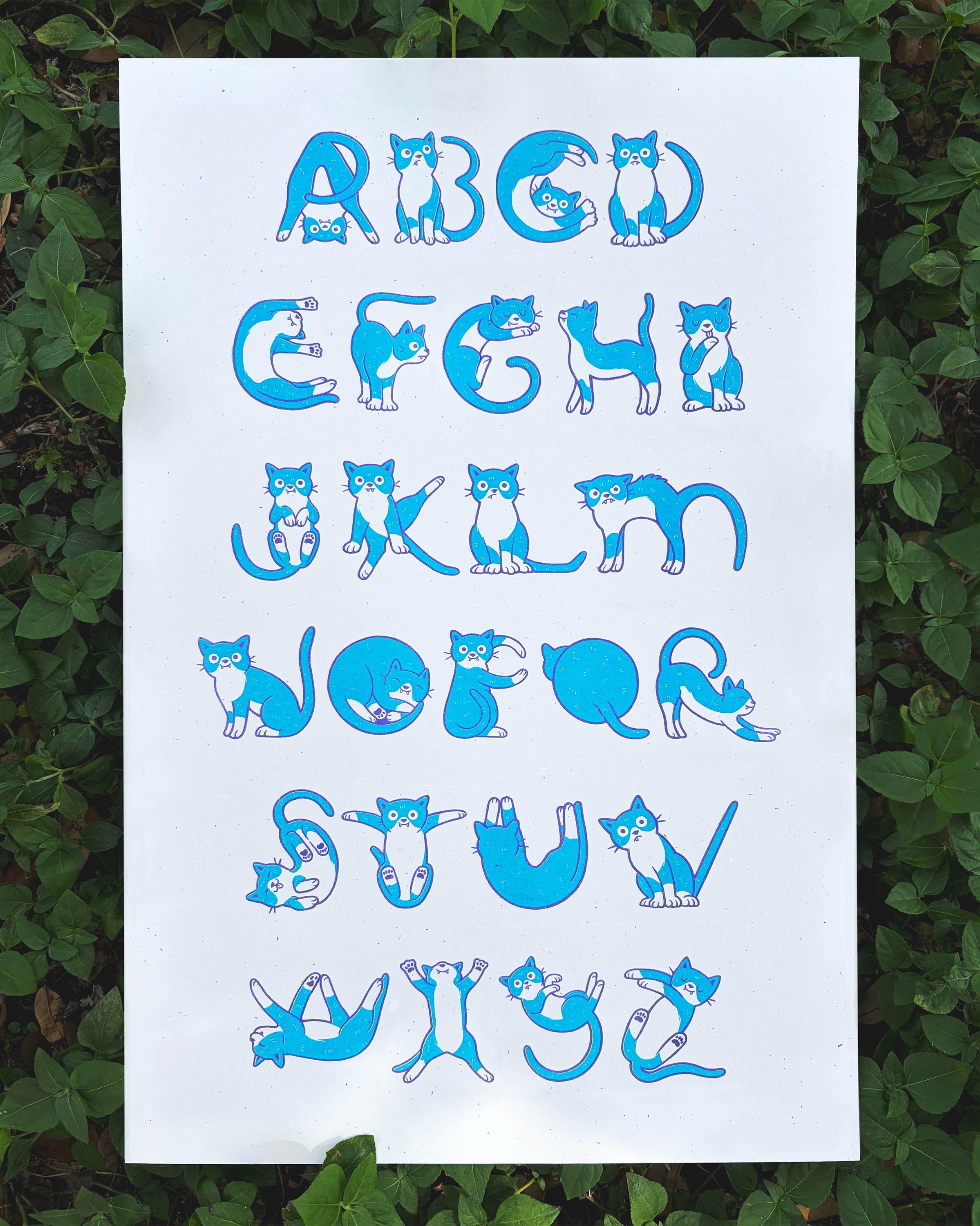 CatAlphabet_Photo.png