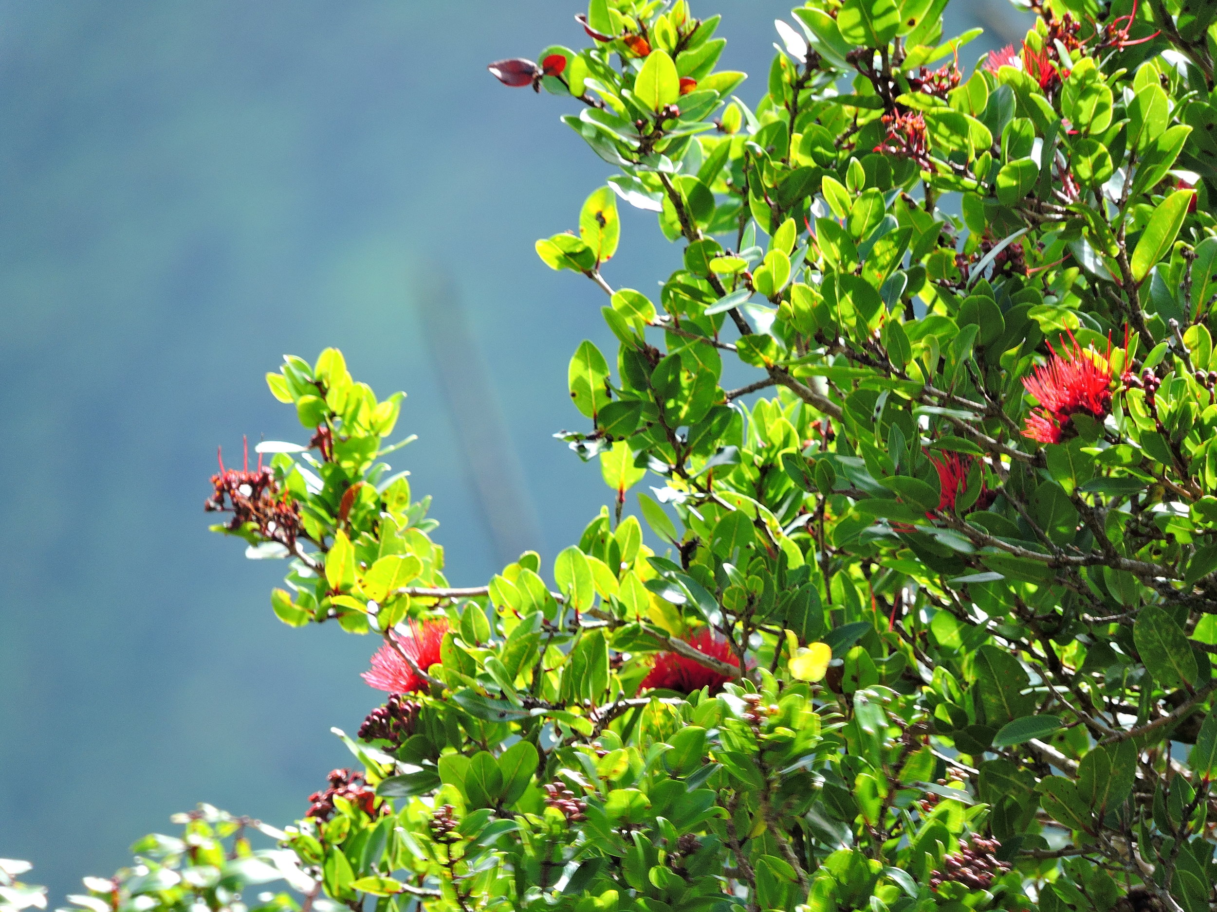 Saving Ohia- COVER PHOTO.JPG