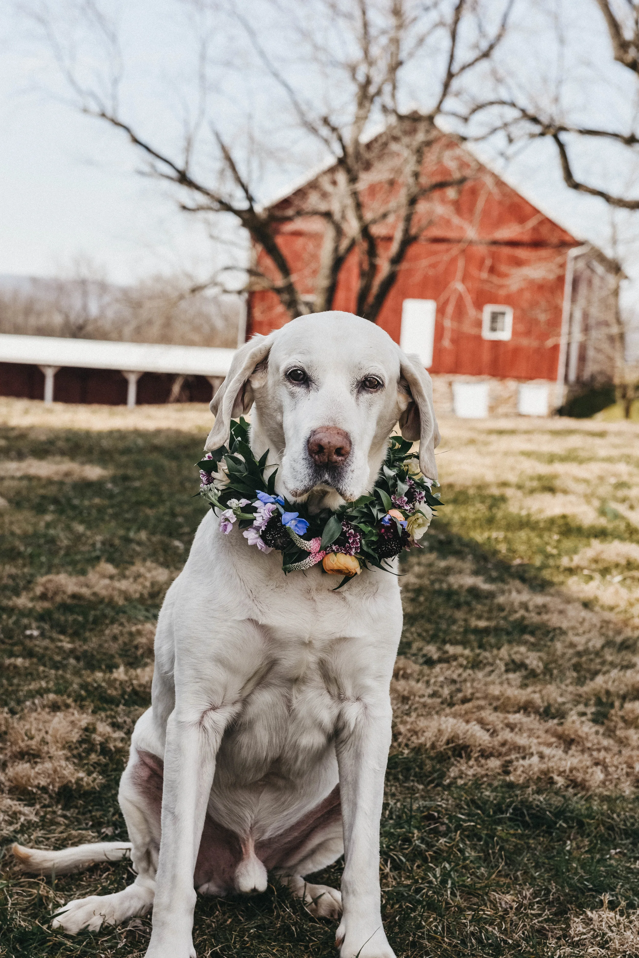 boho eleopment flower crown dog.jpg