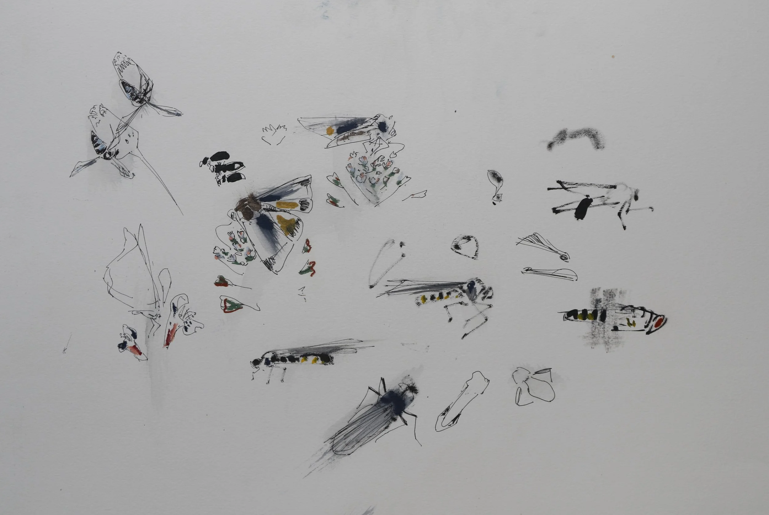Wynona Legg, Barn Breck margins, Yellow Underwing, marmalade hoverfly and others on arable wildflowers, mixed media, May 2025..JPG