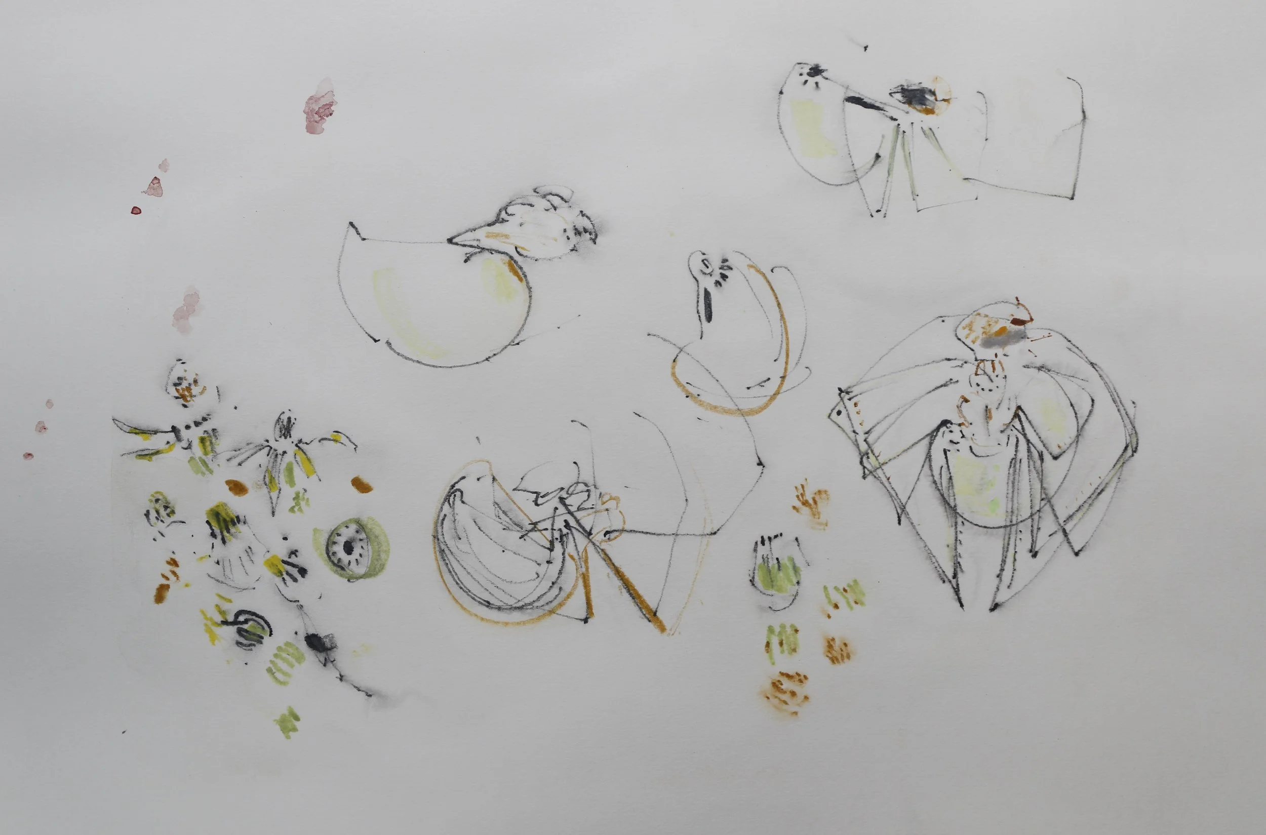 Wynona Legg, Common Candy-striped Spider on Ragwort 3, mixed media, August 2025..JPG