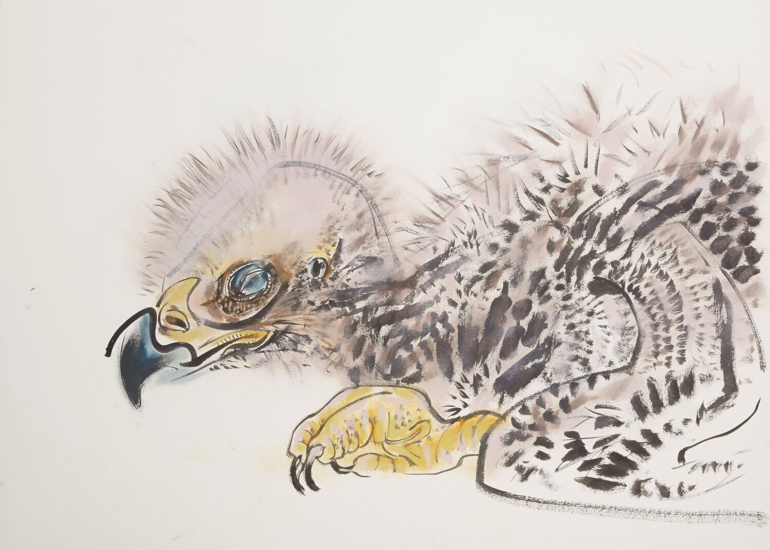 A tiny dream. Bald eagle nestling. Ink and soft pastel. 2020. Wynona Legg.jpg