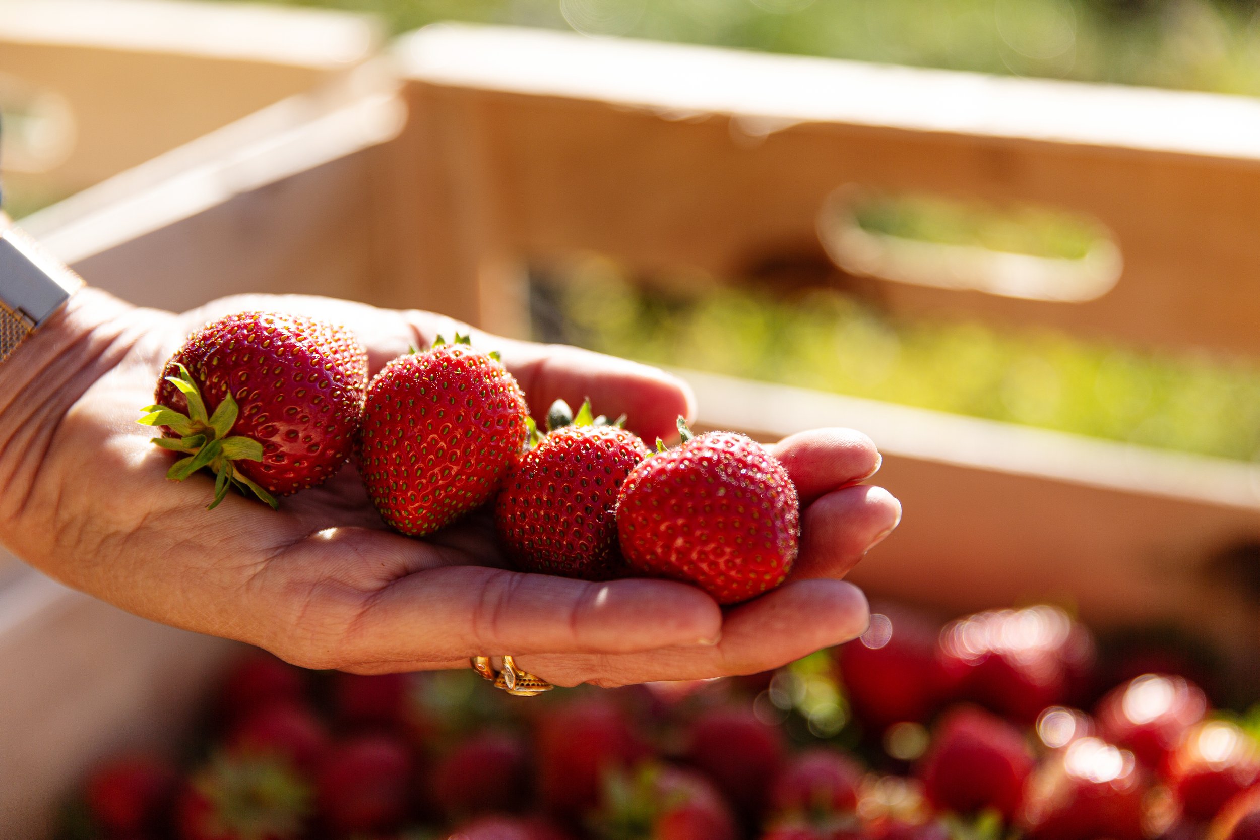 ITM-NatureUrbaine-SophieHardy-FruitsLegumes-Dept75-13.jpg