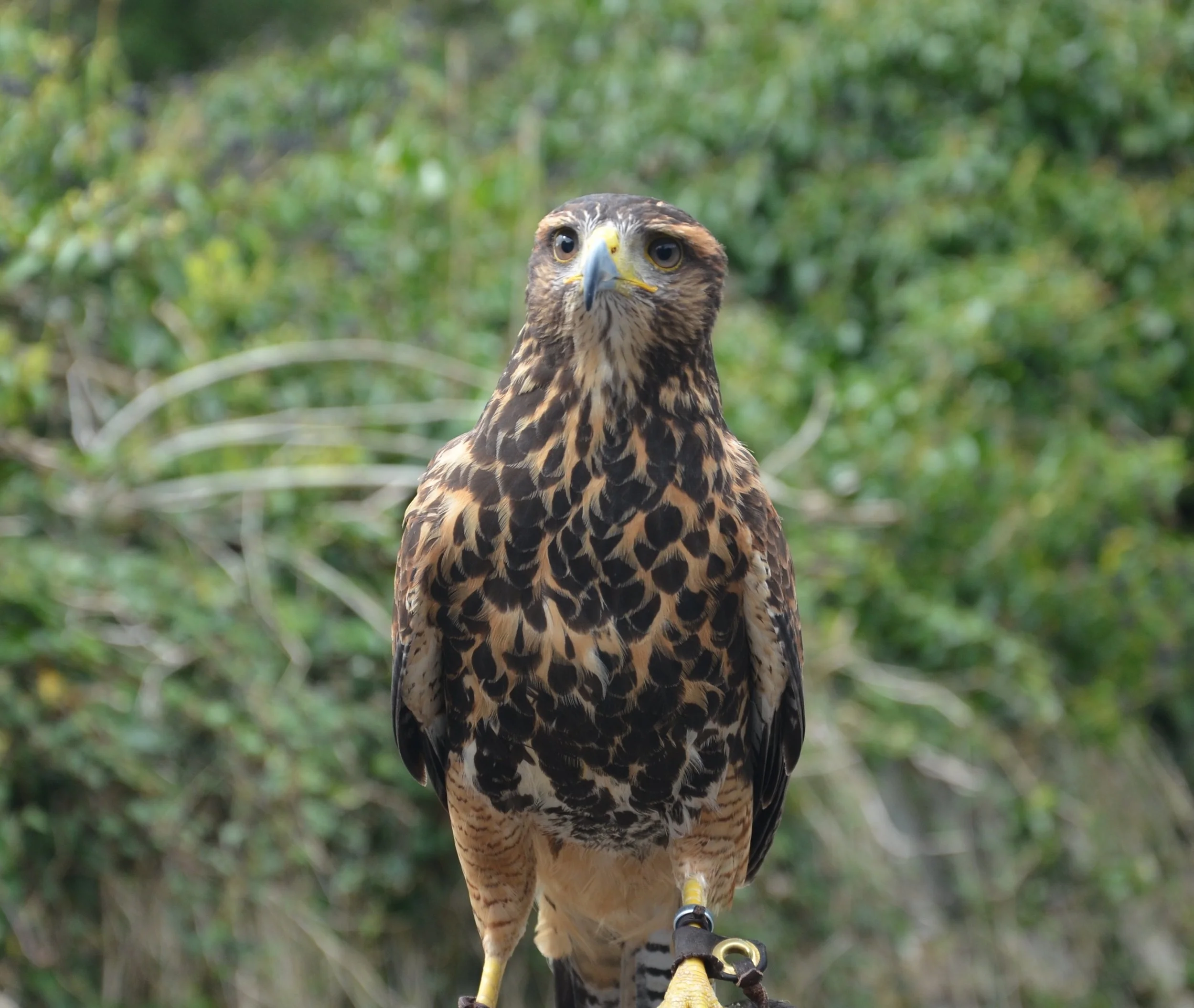 Hawk in Ireland.JPG