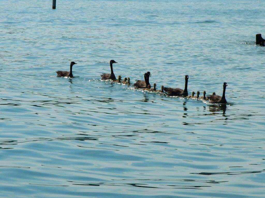 Momma and Baby Geese on the lake (2016_06_08 15_56_07 UTC).jpg