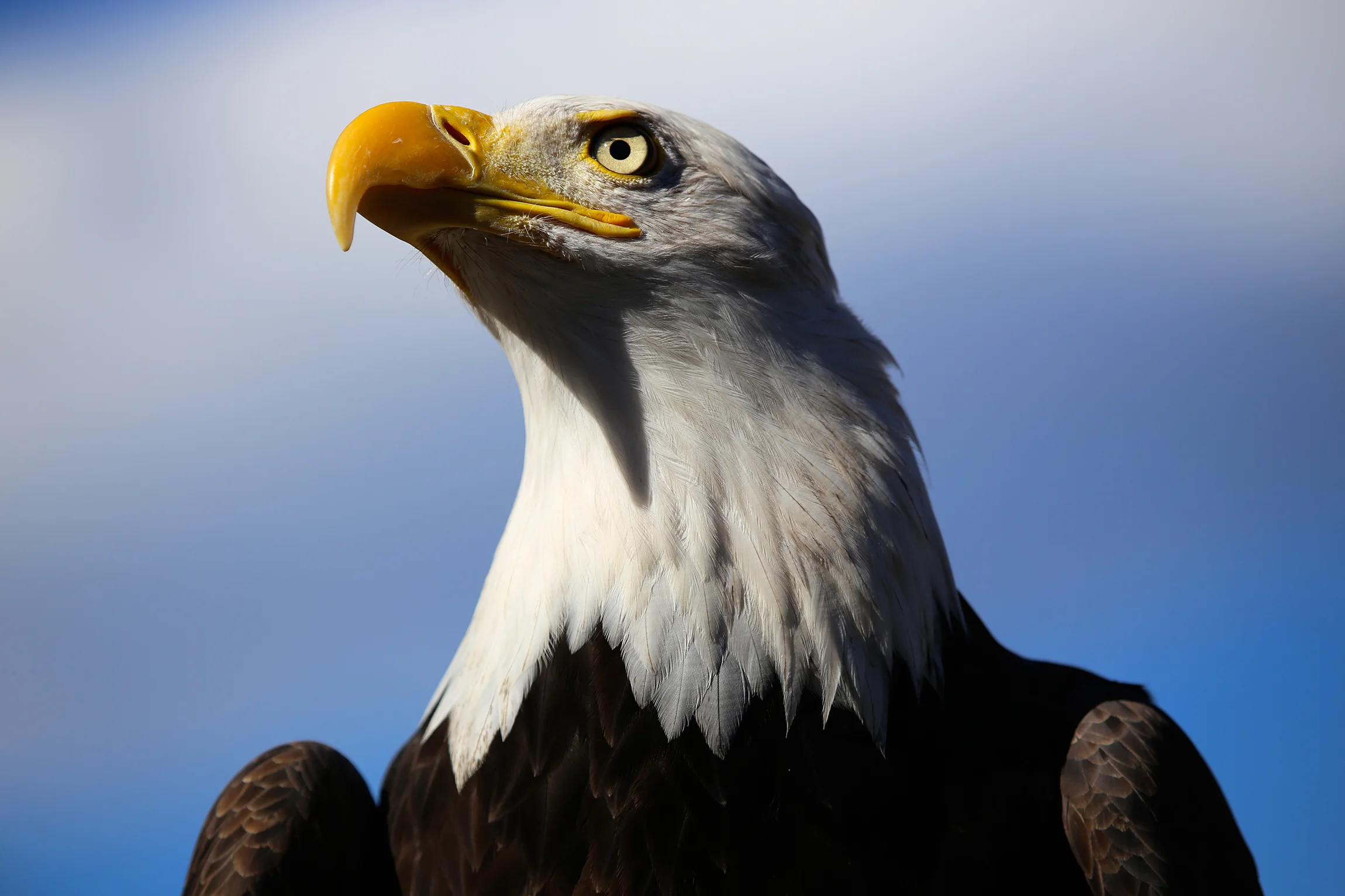 Membership Eagle One Membership Eagle One