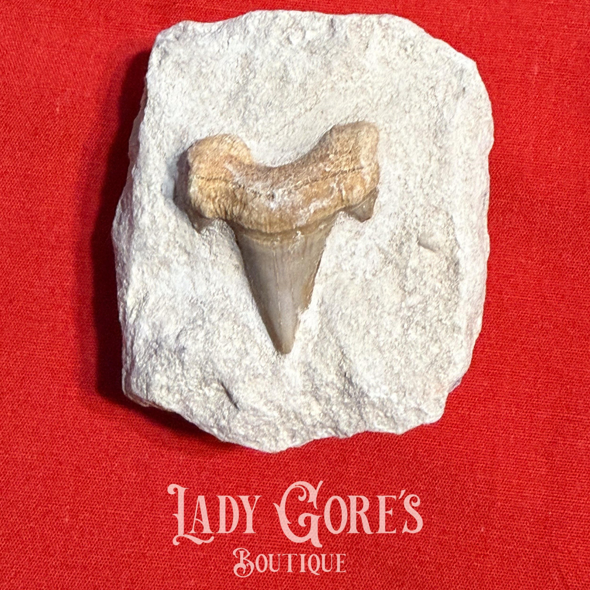 Lady+Gore+-+Shark+Tooth+In+Stone.jpg