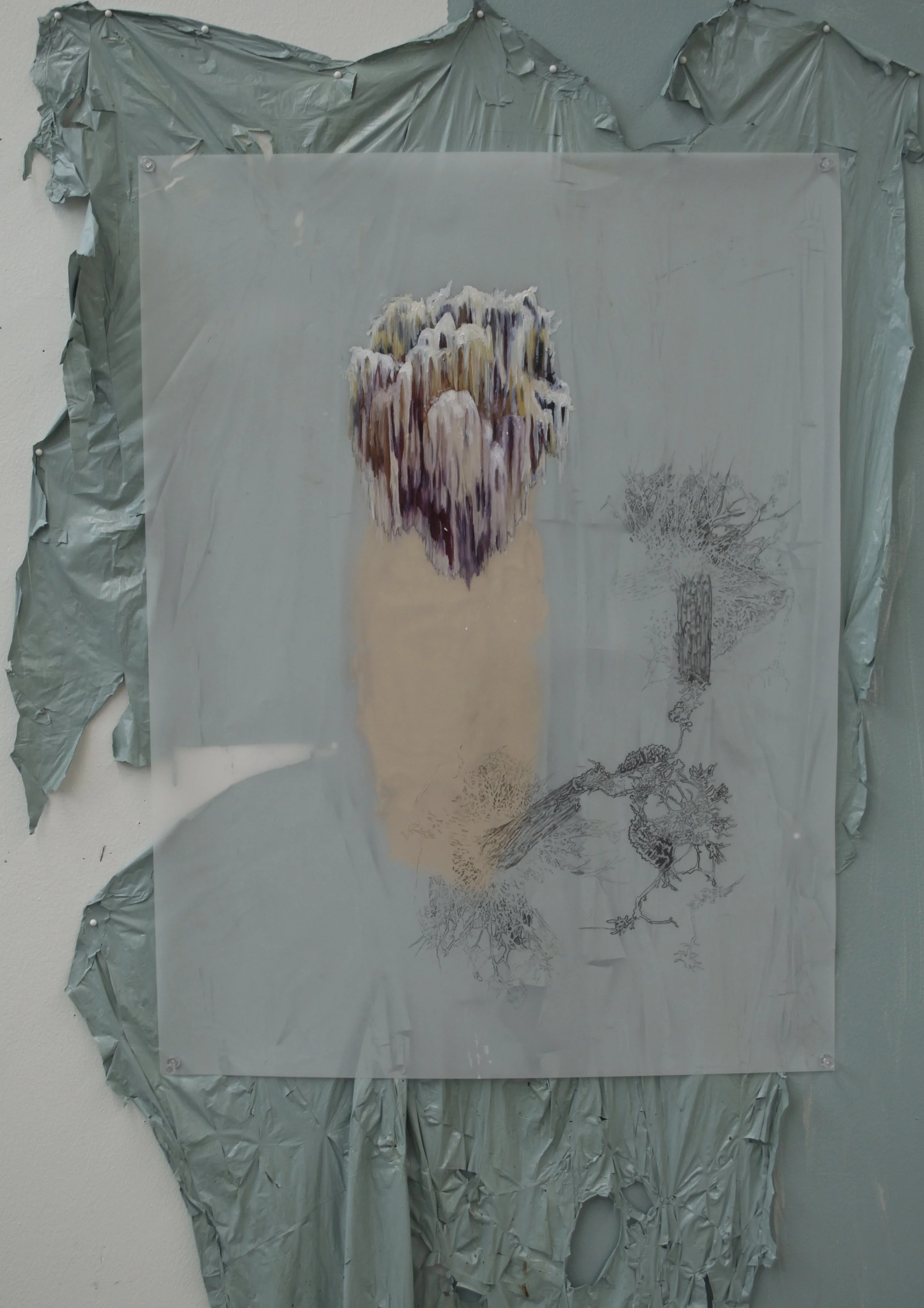 cloud mycelium