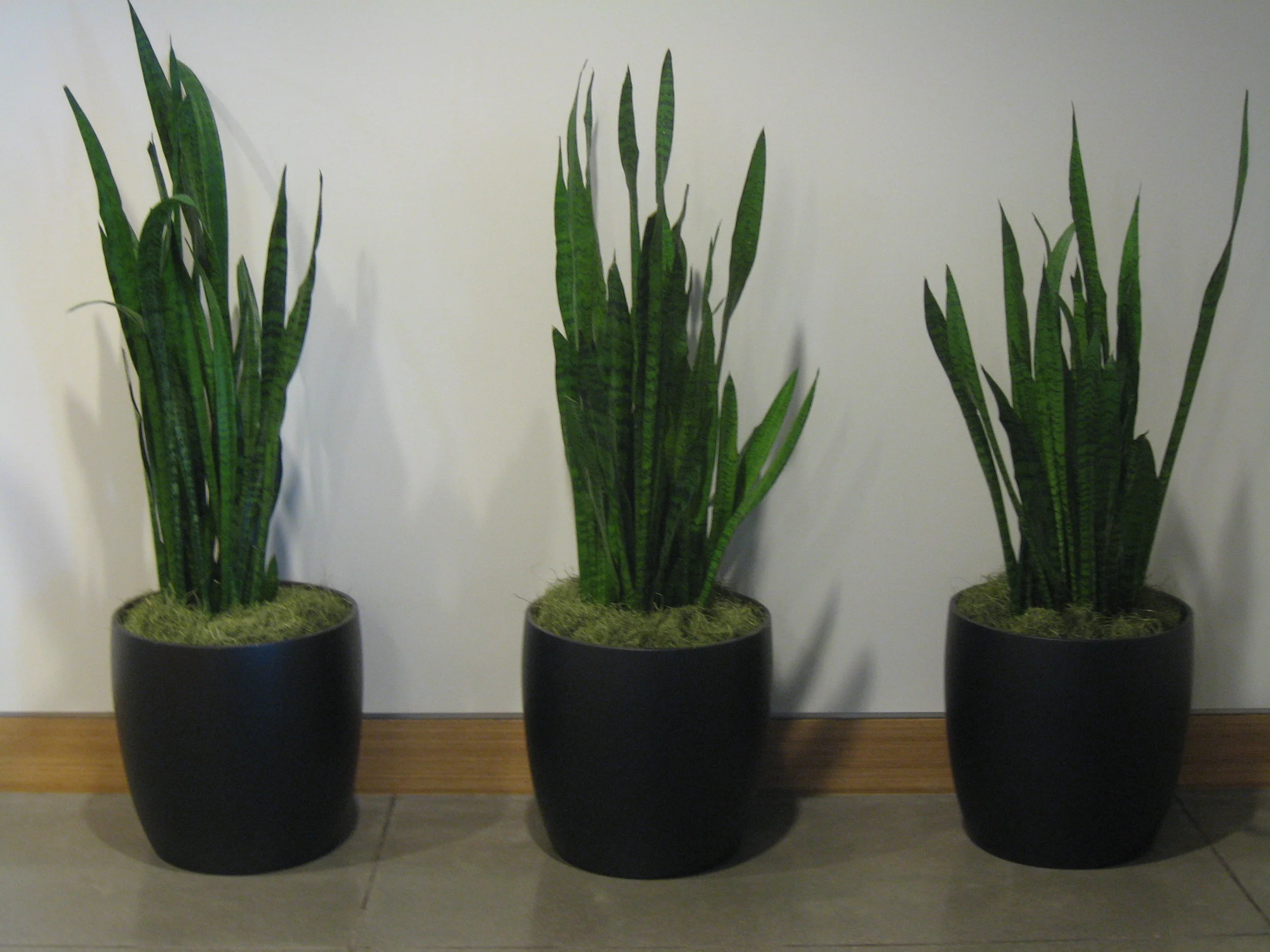 Sansevieria.jpg