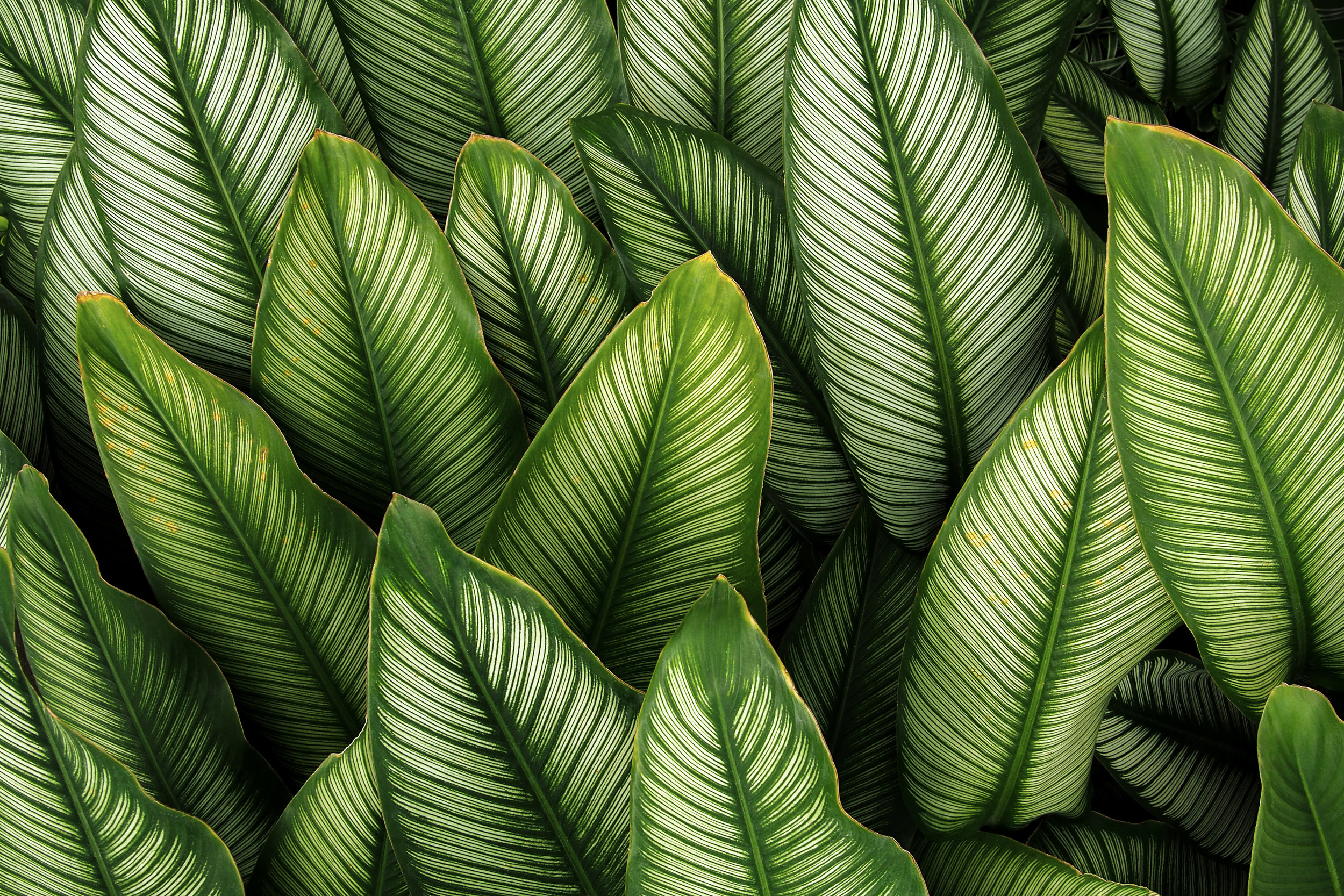 AdobeStock_211577149.jpeg