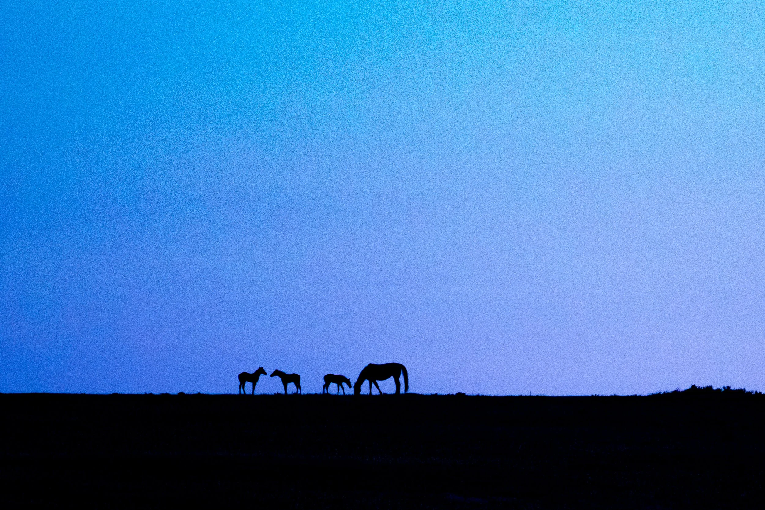Horses during blue hour  on the Blackfeet Nation on Tuesday, June 6, 2023. 