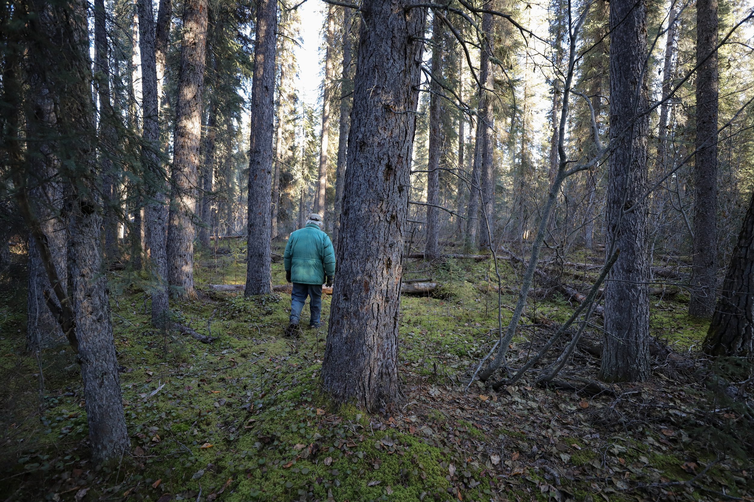  Steve wanders through the forest looking for signs from the Athabaskan trappers who seasonally used the area before him.  