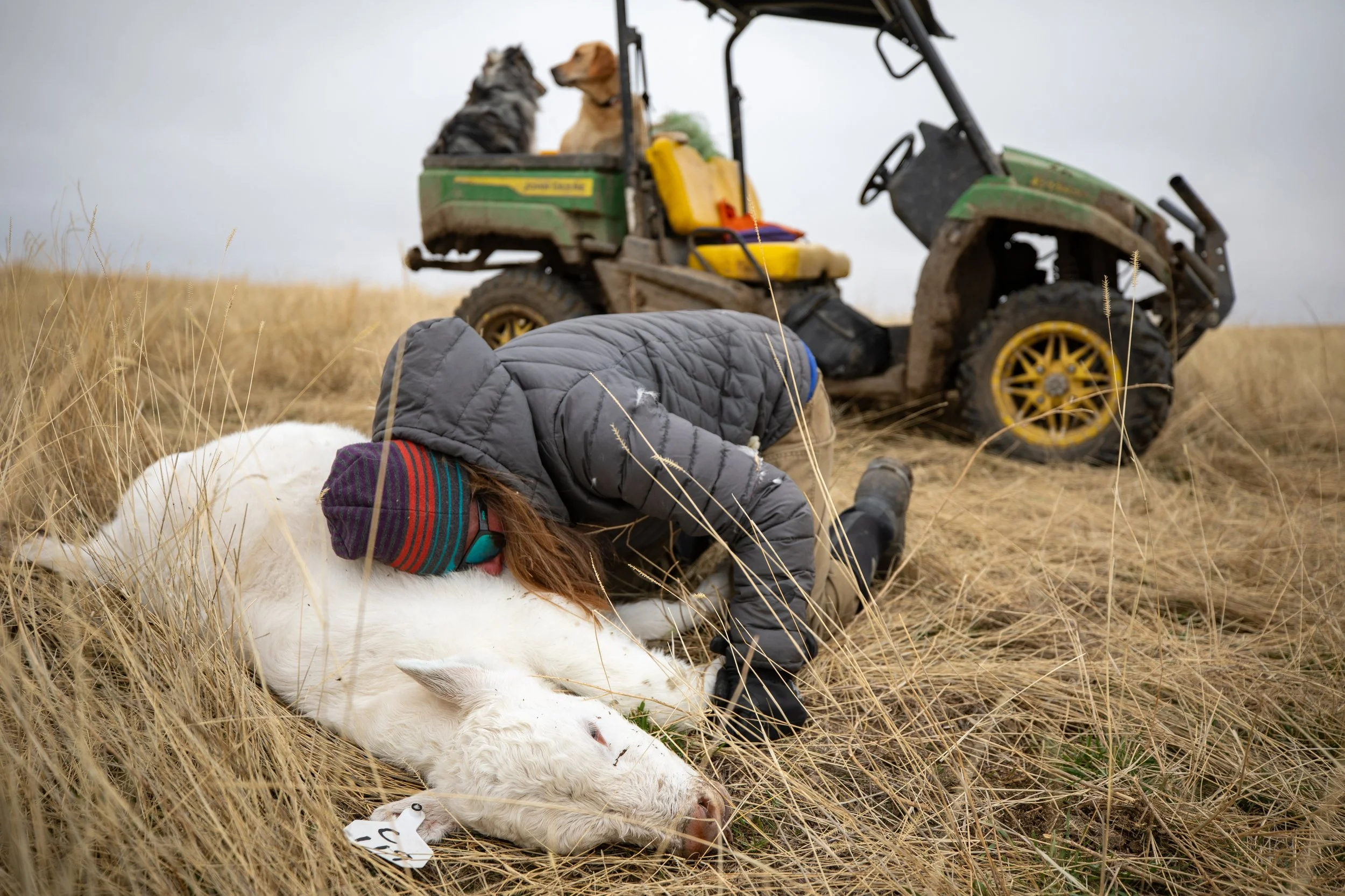 Judy Theodorson checks for a heartbeat on a calf during spring calving season at the Charlois Ranch near Augusta, Montana, on March 20, 2024. Ranching, which is an important part of the lifestyle in the
American West, fosters an intimate relationship
