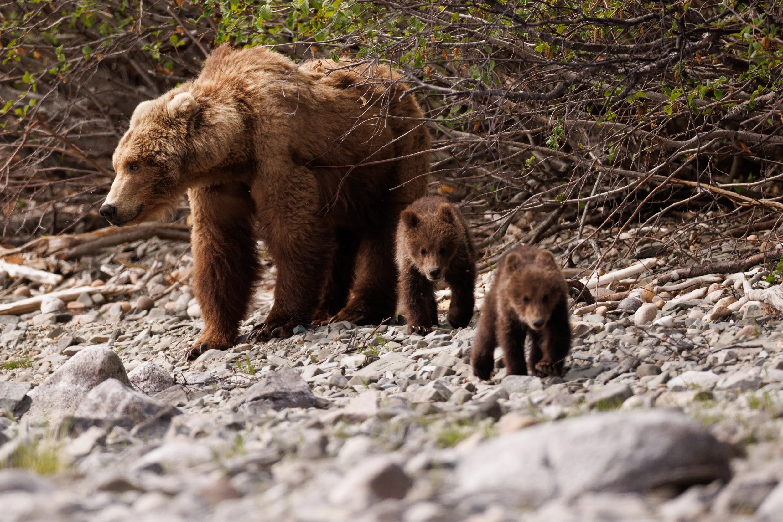A mother grizzly bear and two cubs of the year travel along the shores of a lake in Katmai National Park, Alaska in June 2026. 