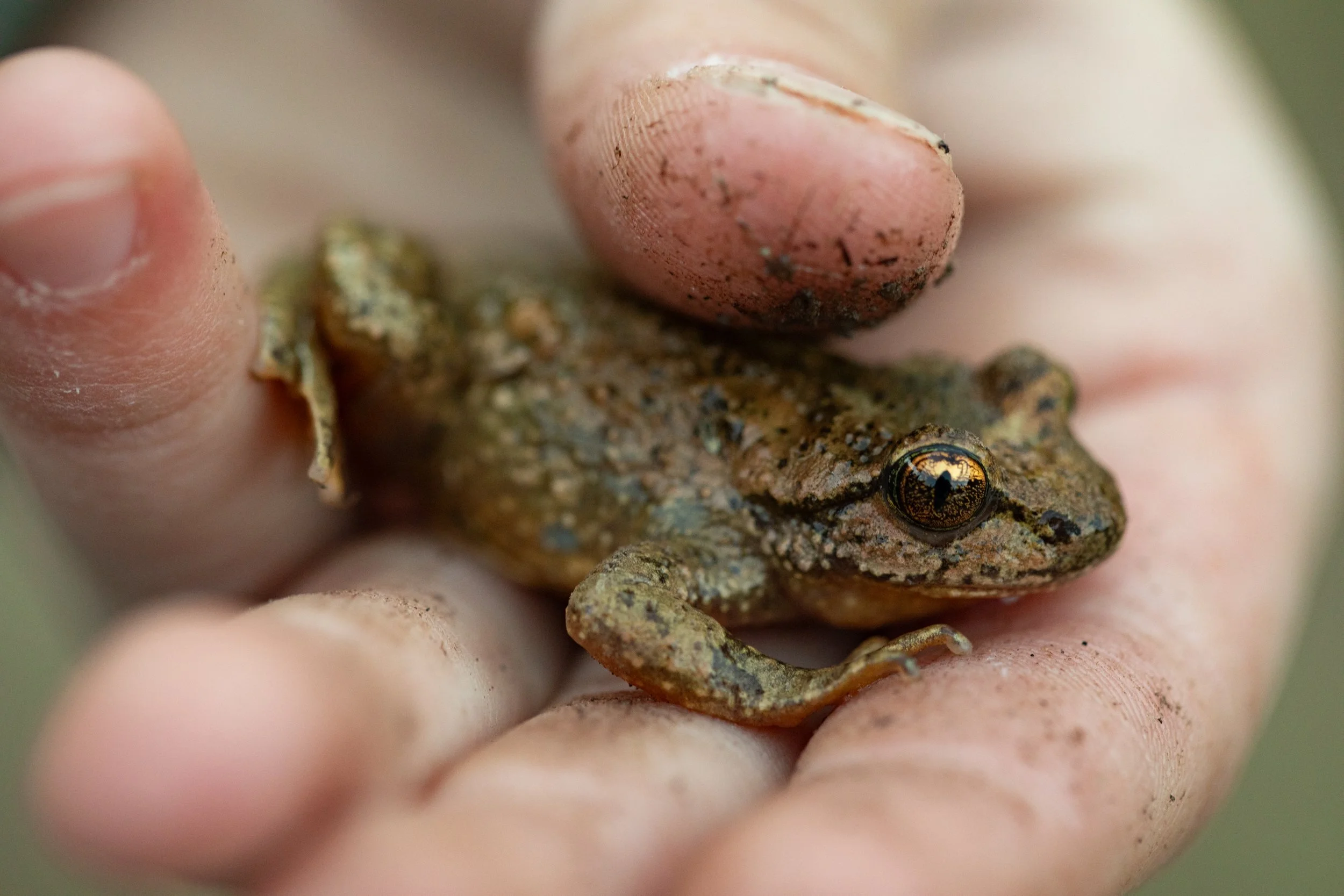 A student holds a recently caught Rocky Mountain Tailed Frog in the Bob Marshall Wilderness on Thursday, August 29, 2024.